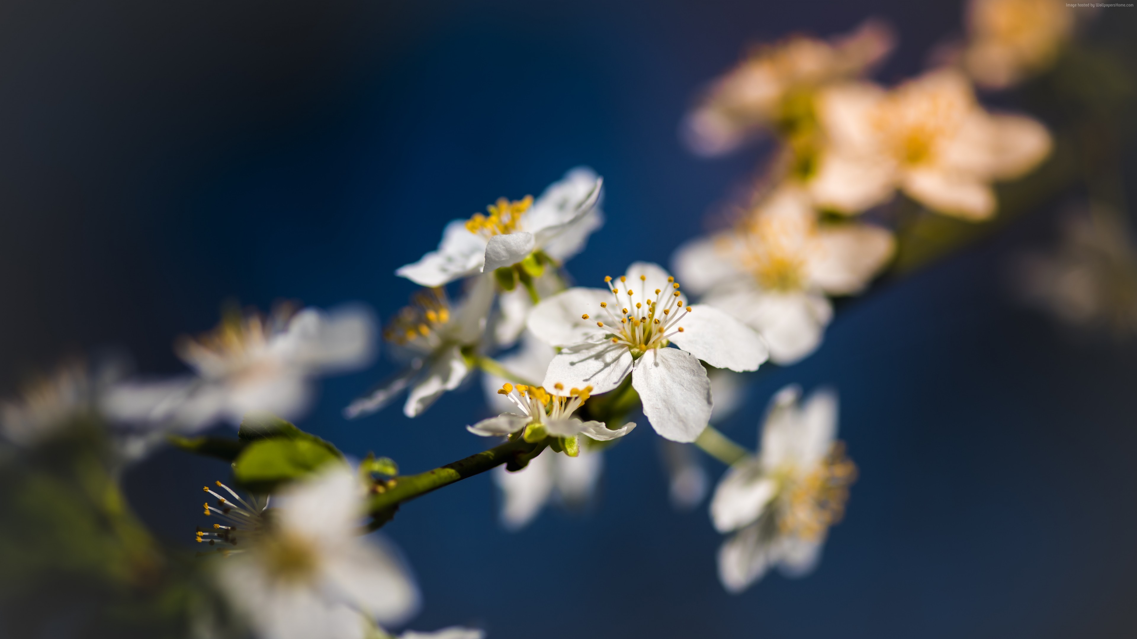 Wallpaper Flowers, Blossom, 8k, Nature - Jasmine Flower On A Blue Background - HD Wallpaper 