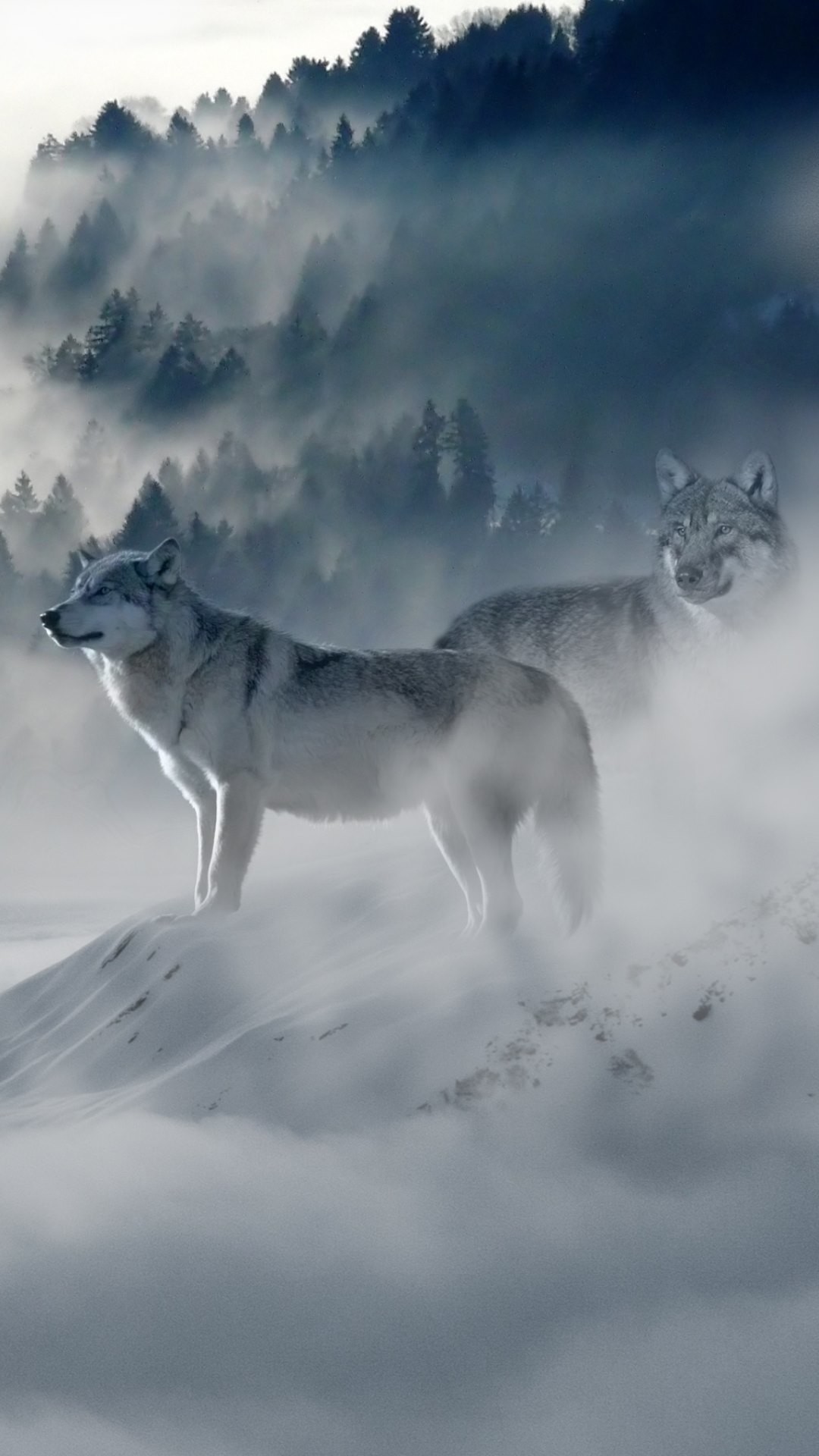 4k Wolves Wallpaper For Iphone 
 Data Src Widescreen - Wolf Wallpaper Hd For Iphone - HD Wallpaper 