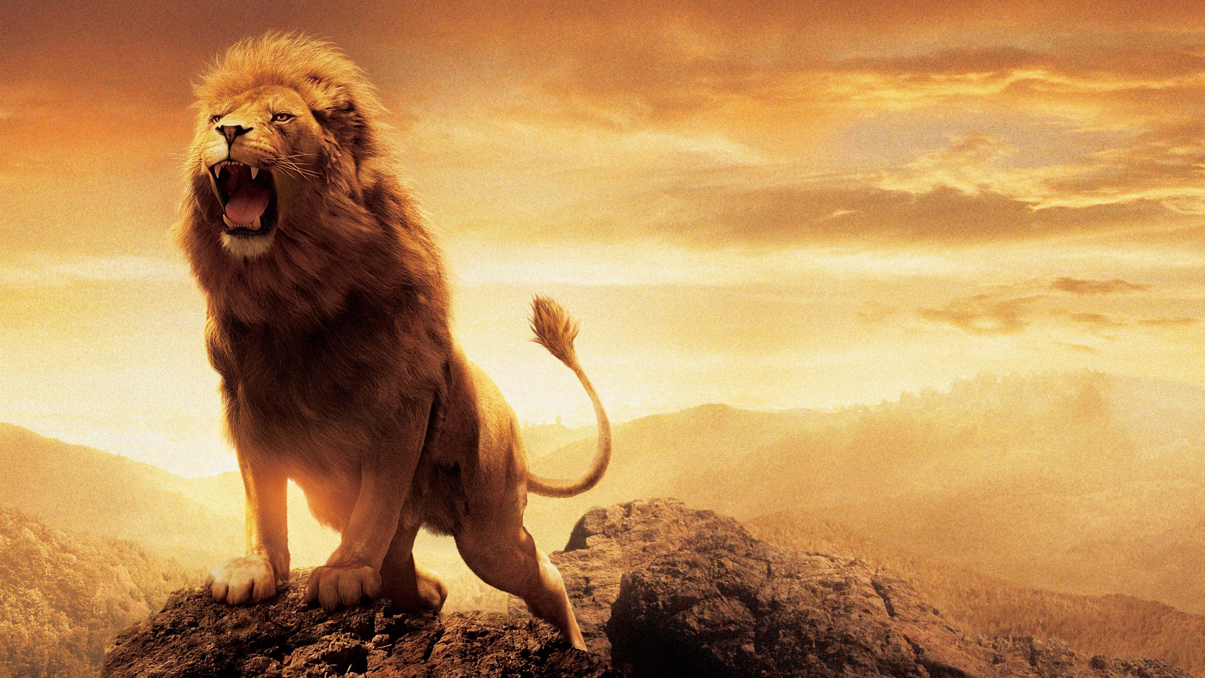 Hd Wallpapers - Lion Wallpaper Hd - HD Wallpaper 