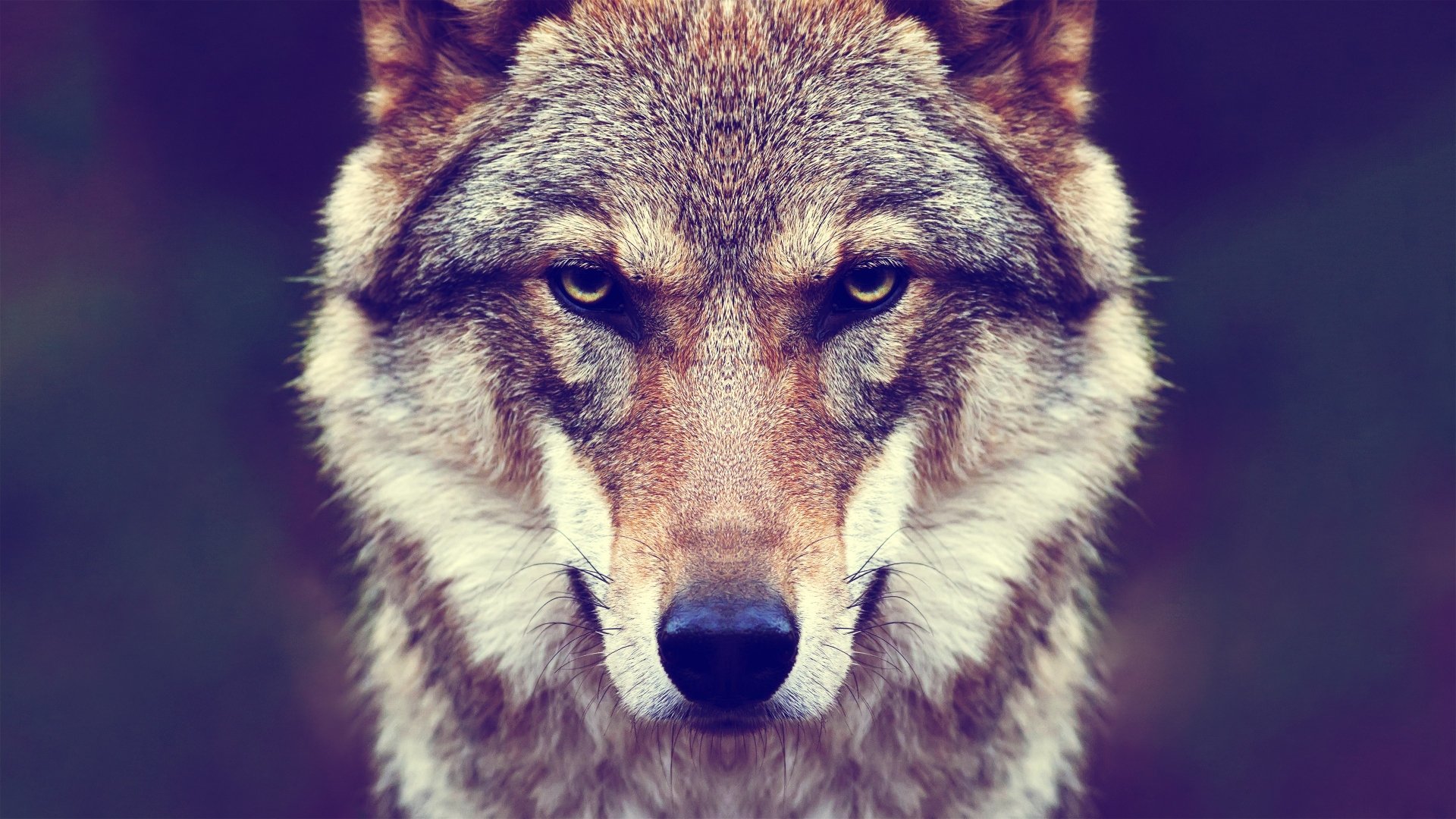 Wolf Ultra 4k Hd - HD Wallpaper 
