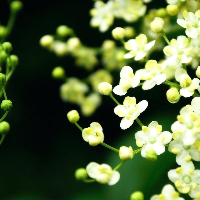 Spring Flowers Wallpaper Hd Most Popular Flower Desktop - Wallpaper - HD Wallpaper 