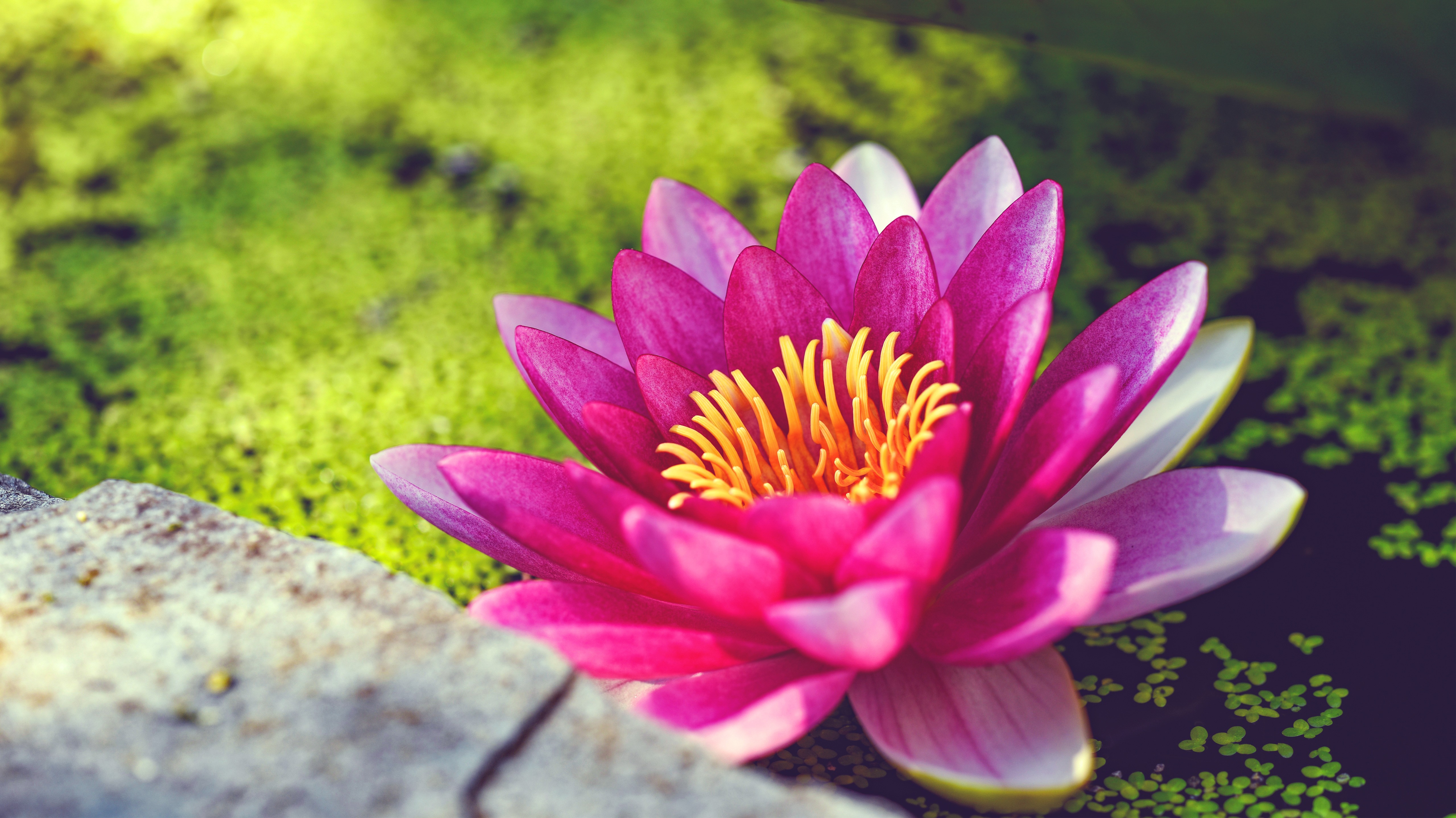 High Resolution Water Lily - HD Wallpaper 