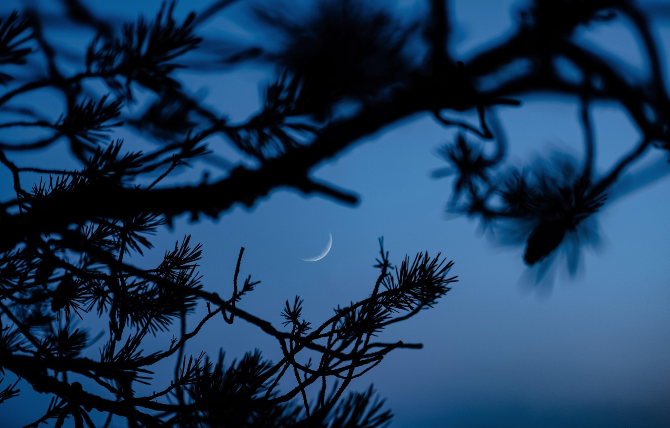Photo Wallpaper Dark, Moon, Twilight, Nature, Macro, - Wallpaper - HD Wallpaper 
