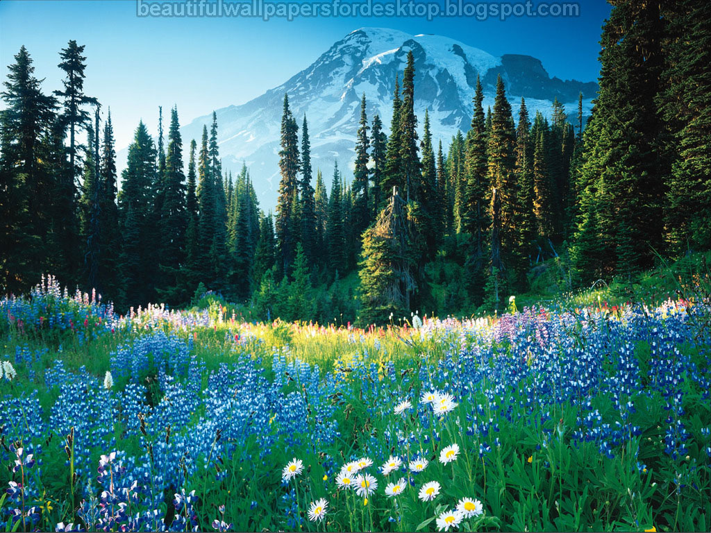 Desktop Wallpapers,animals Wallpapers,flowers Wallpapers, - Apple Cinema Display 20inch - HD Wallpaper 