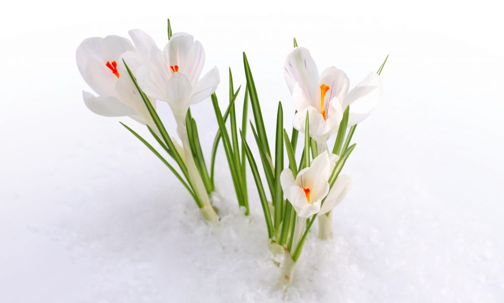 White Flowers Snow Green Leaves 8k Wallpaper - Март Весна - HD Wallpaper 