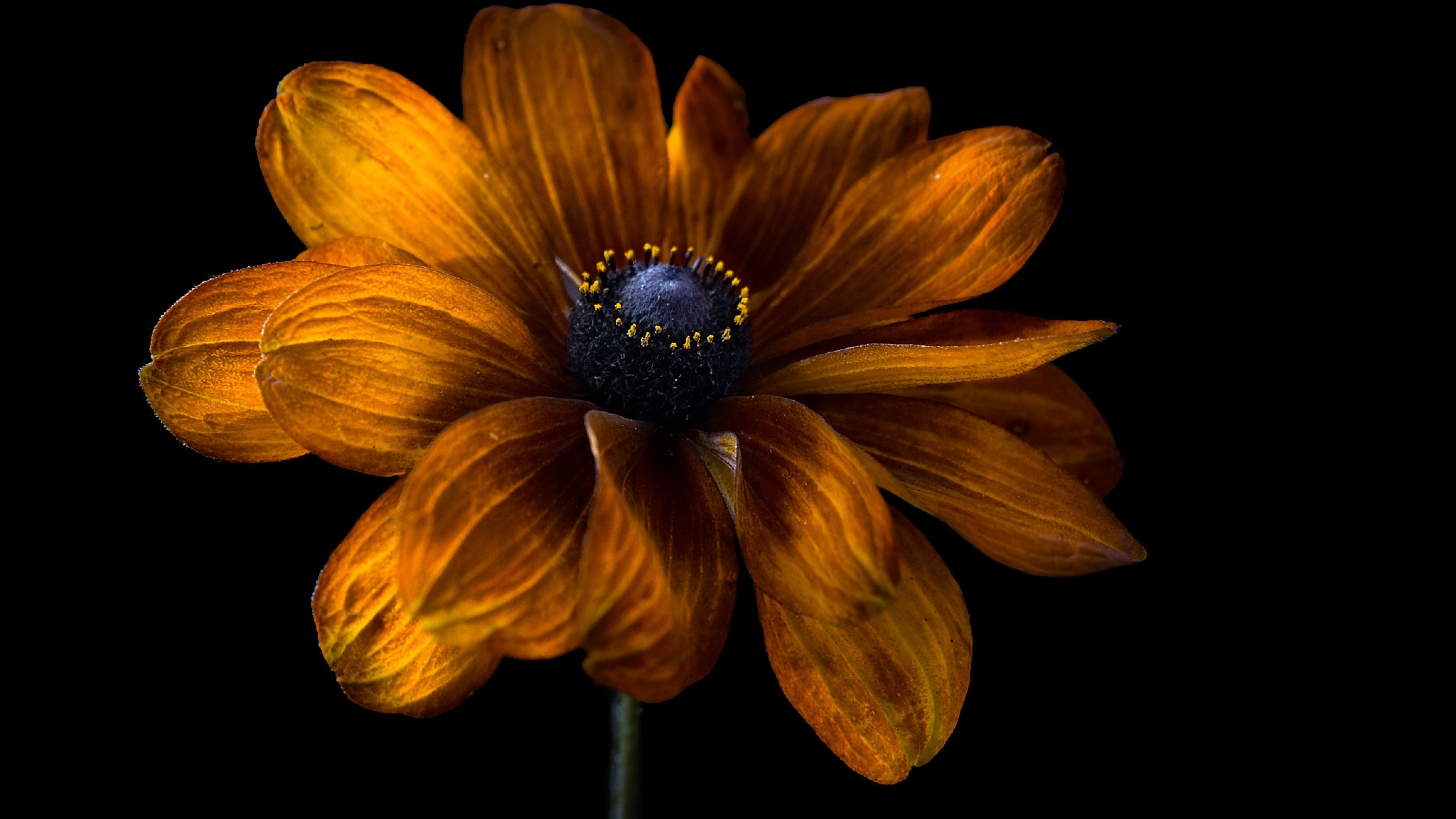 Dark Flower Images Hd - HD Wallpaper 