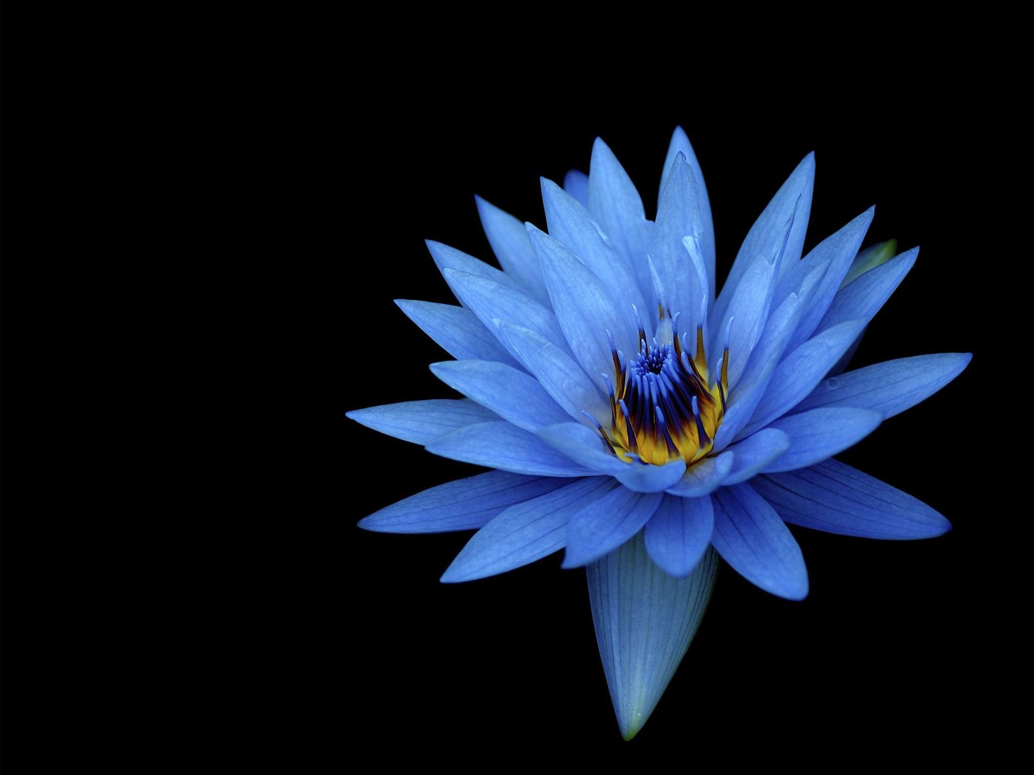 Dark Blue Flowers - HD Wallpaper 