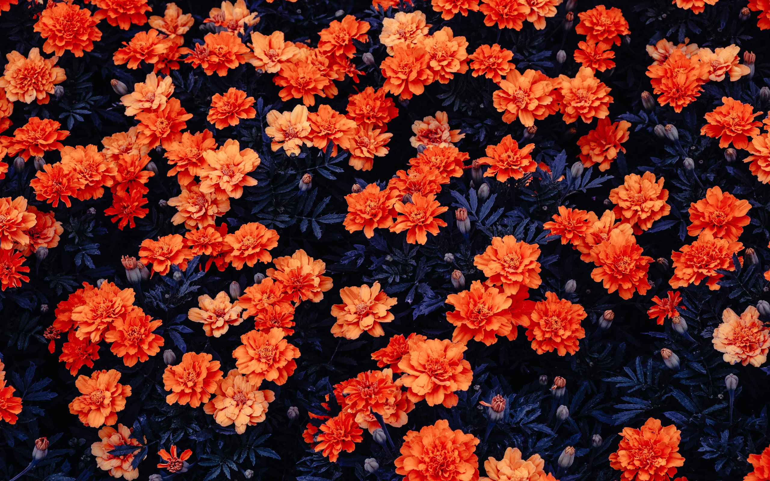 Orange Flowers Wallpapers - Kali Linux Flower - HD Wallpaper 