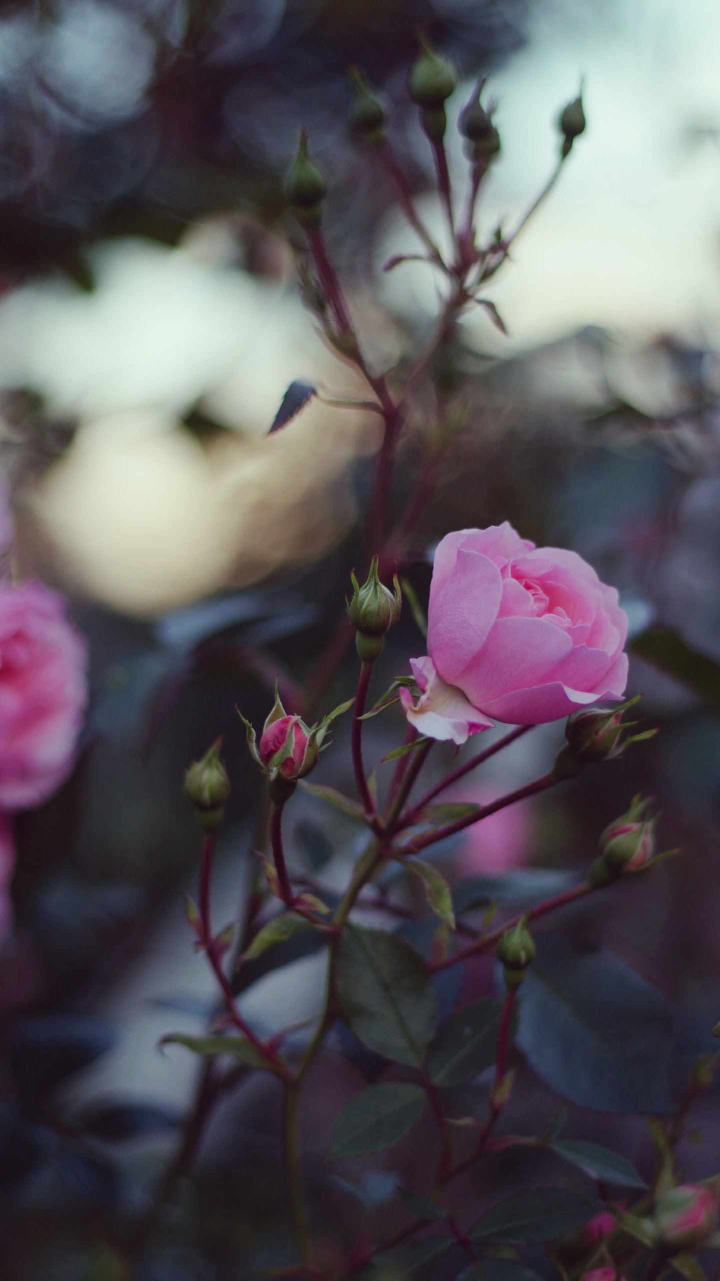 Pink Flower, 8k, 7680x4320, - Flower - 1440x2560 Wallpaper Pink Flower, 8k, 7680x4320, - Flower - 1440x2560 Wallpaper