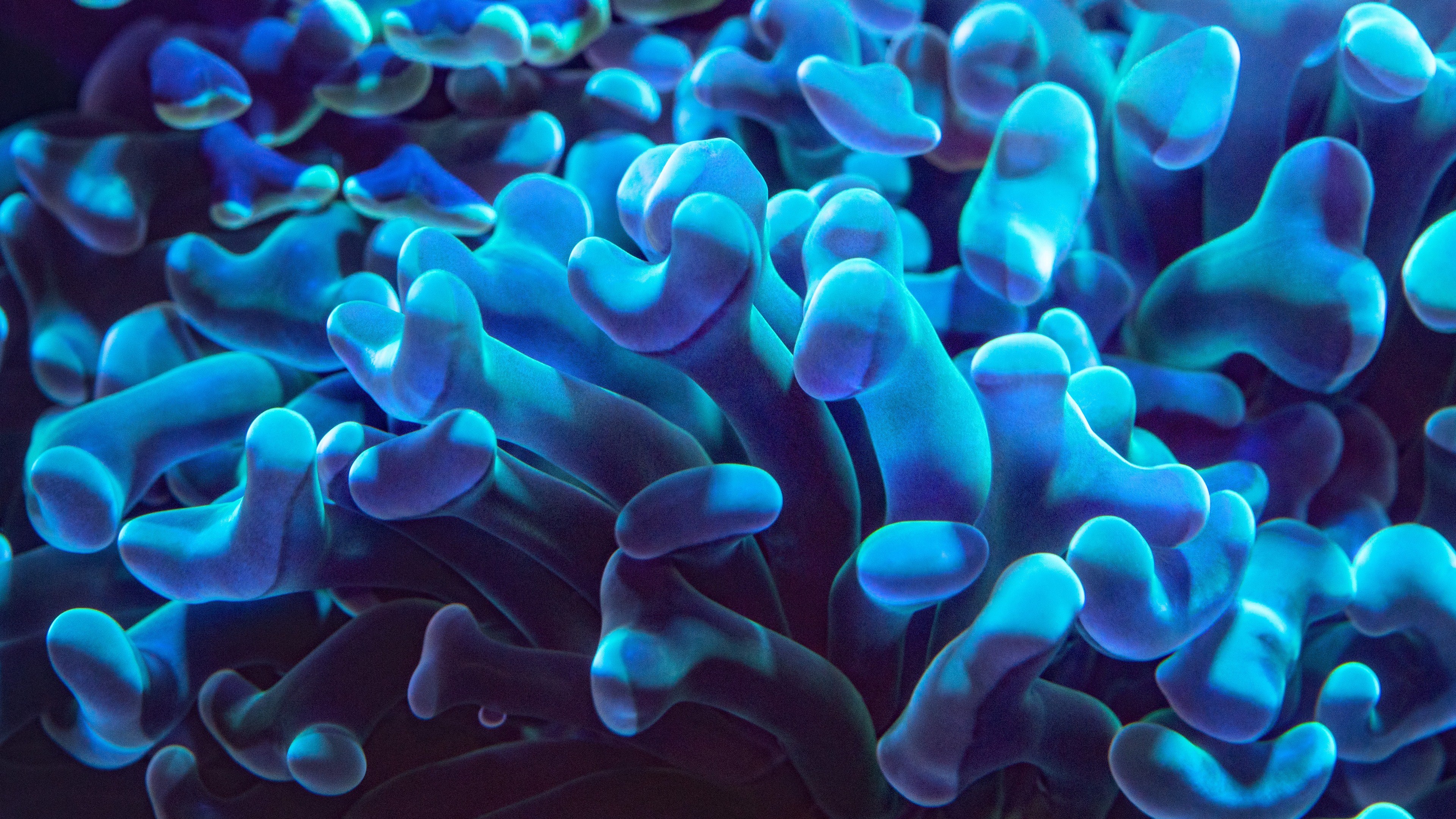 Coral Up Close Blue - HD Wallpaper 