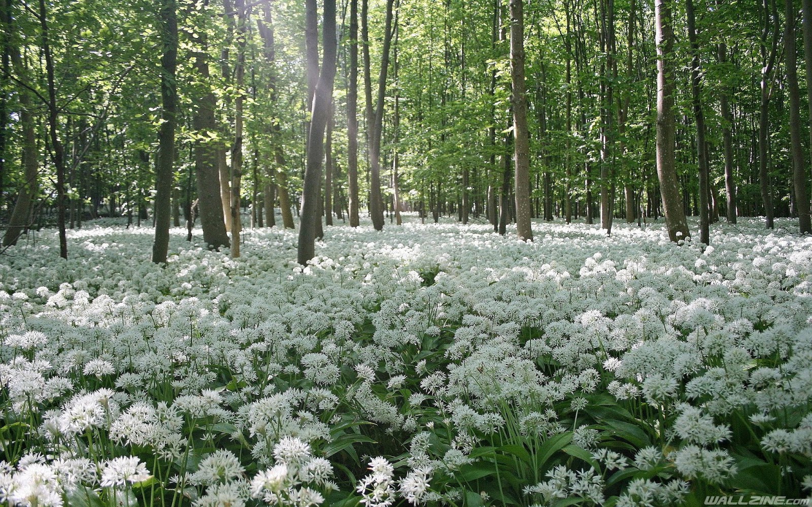 Field Of Flowers Forest - HD Wallpaper 