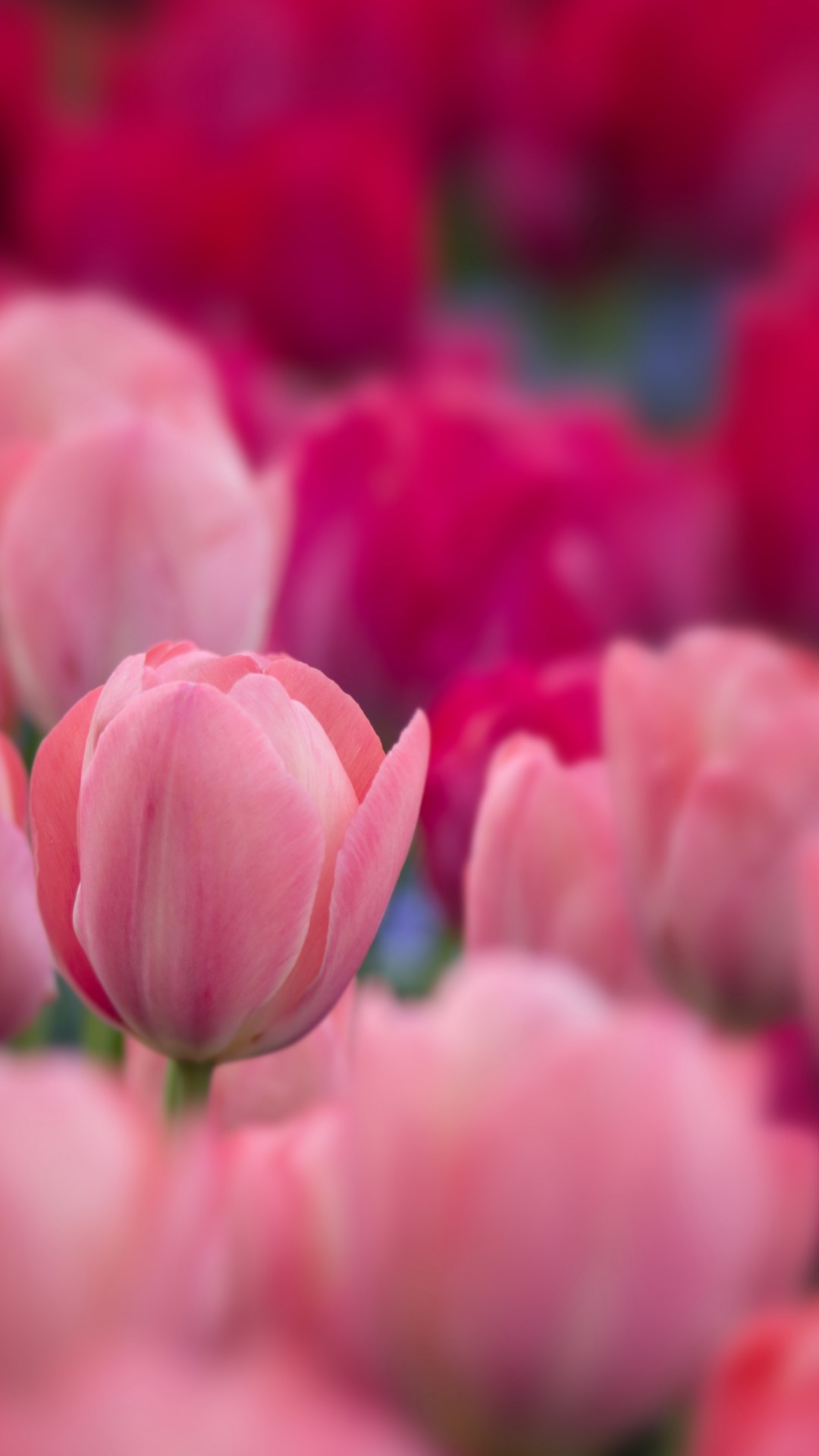 Red Flower 8 K - HD Wallpaper 