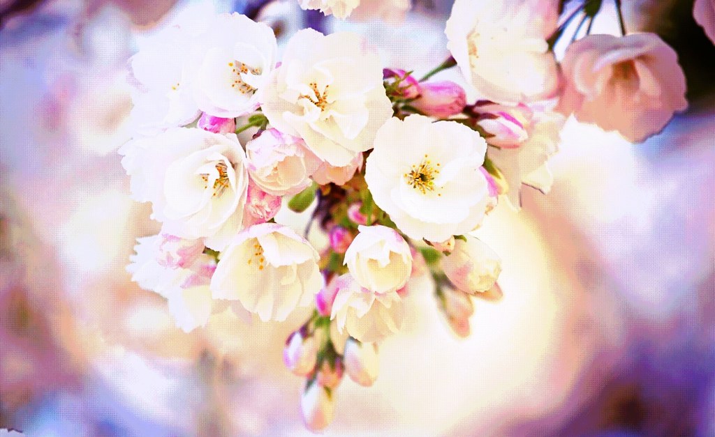 Spring Wallpapers For Ipad - HD Wallpaper 