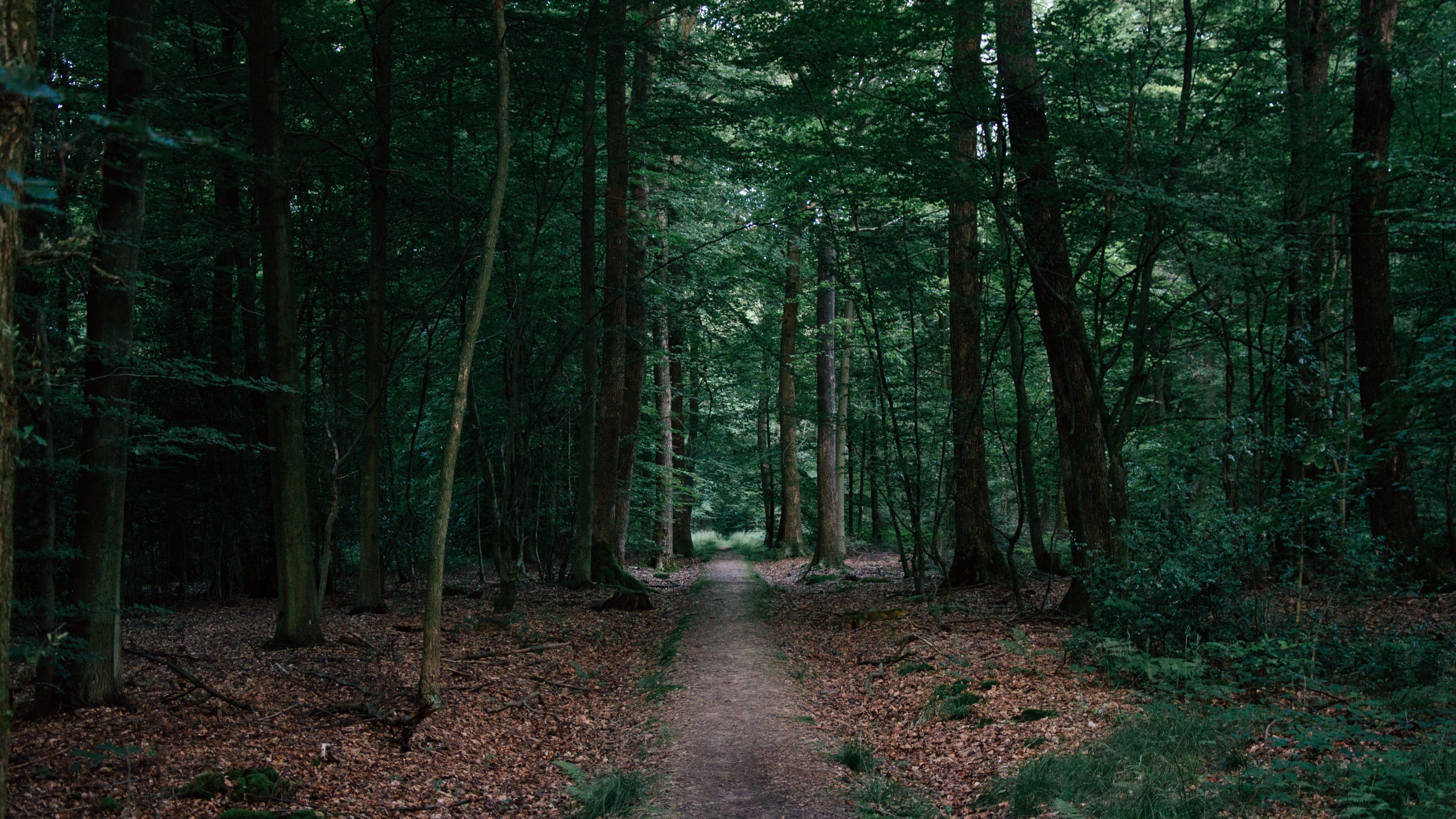 Woods Hd - HD Wallpaper 