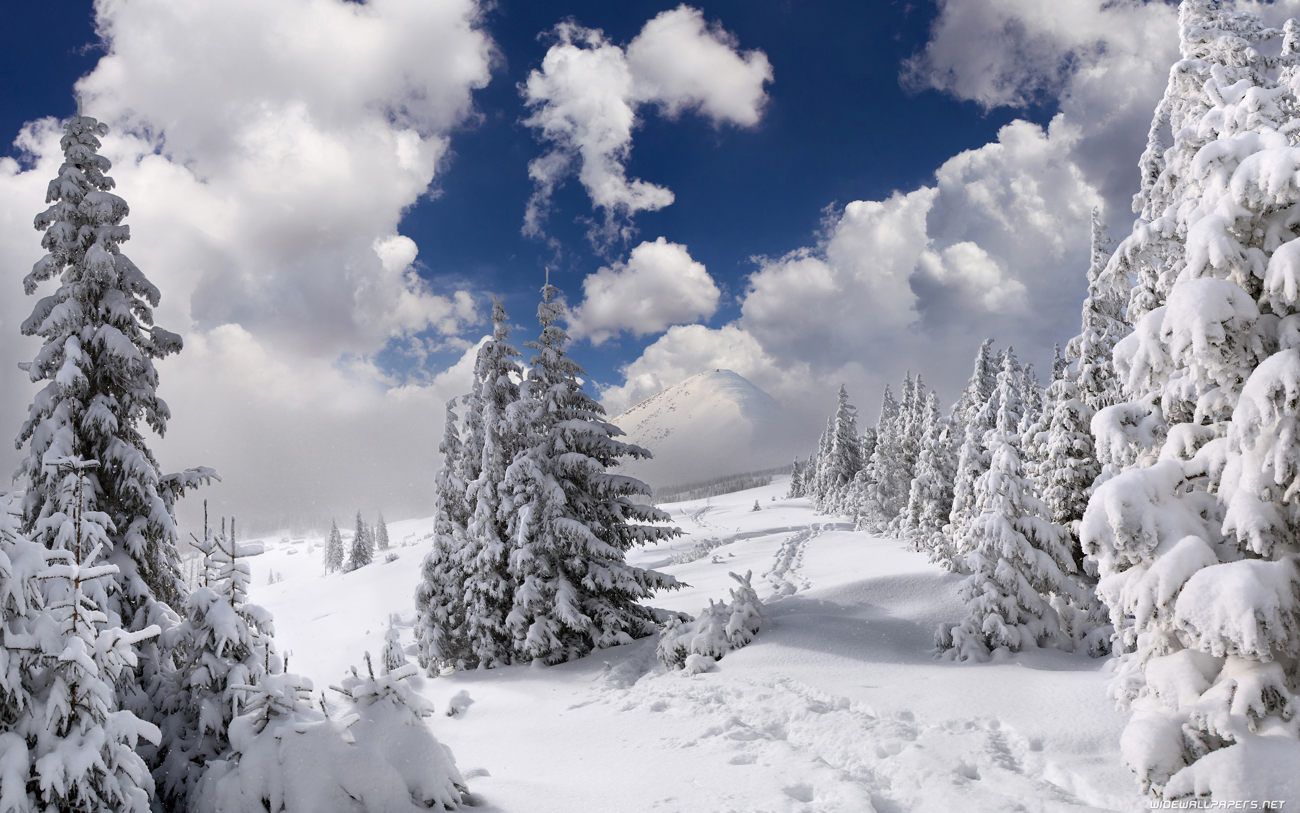 Hd Wallpaper 2560x1600 Winter - HD Wallpaper 