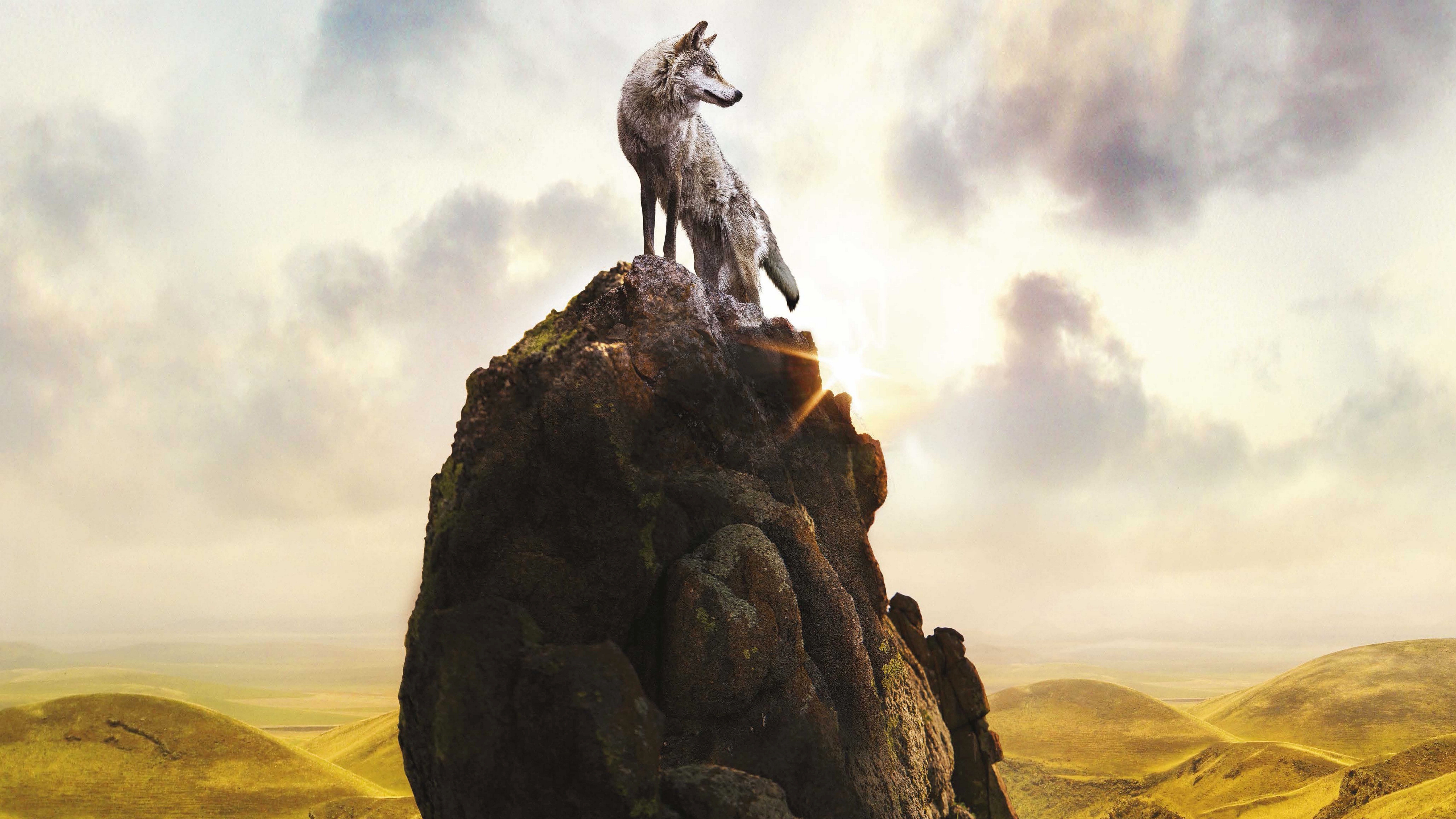 Wolf 4k 5k 8k - Wolf On Top Of Mountain - HD Wallpaper 
