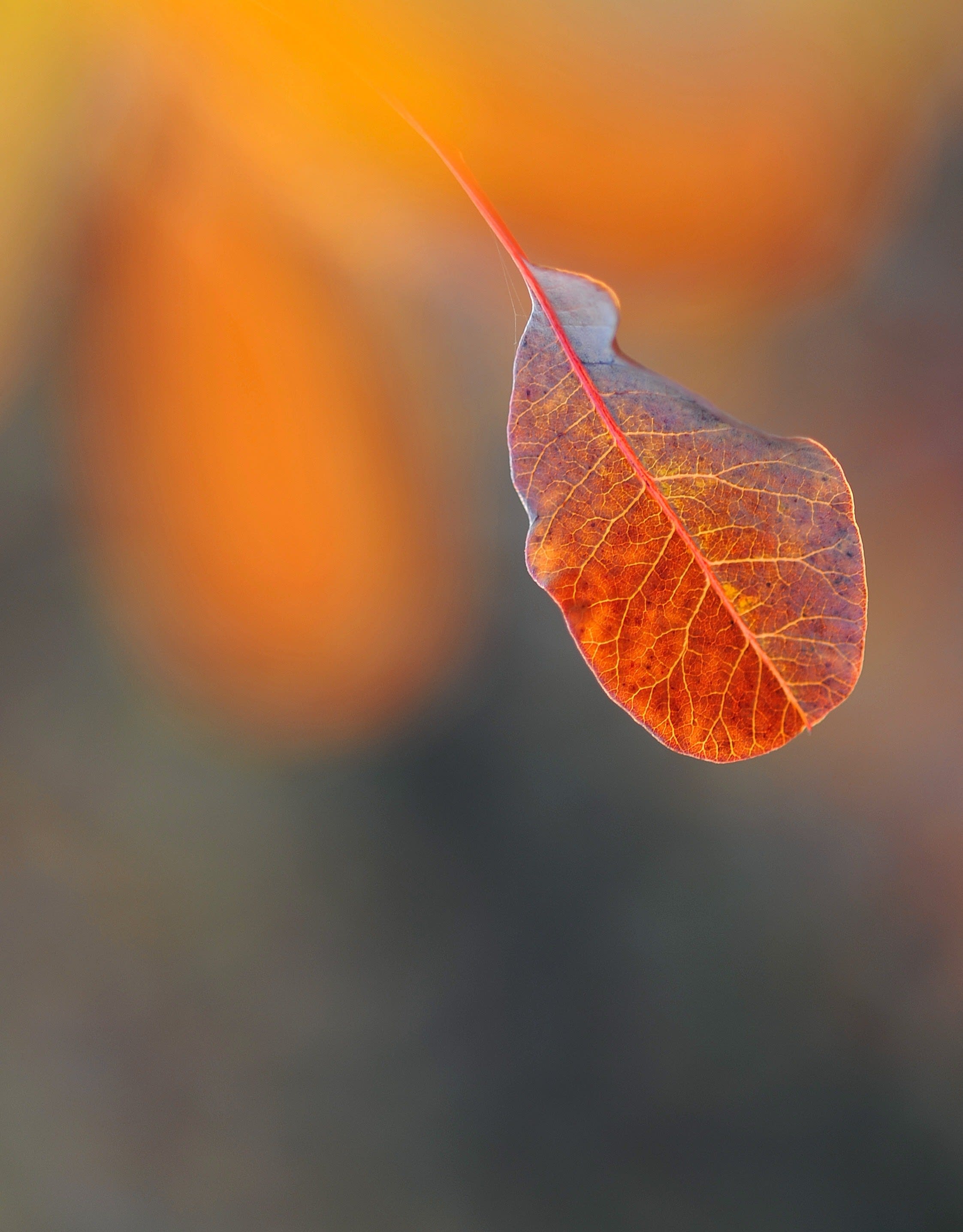 4k Full High Quality - HD Wallpaper 