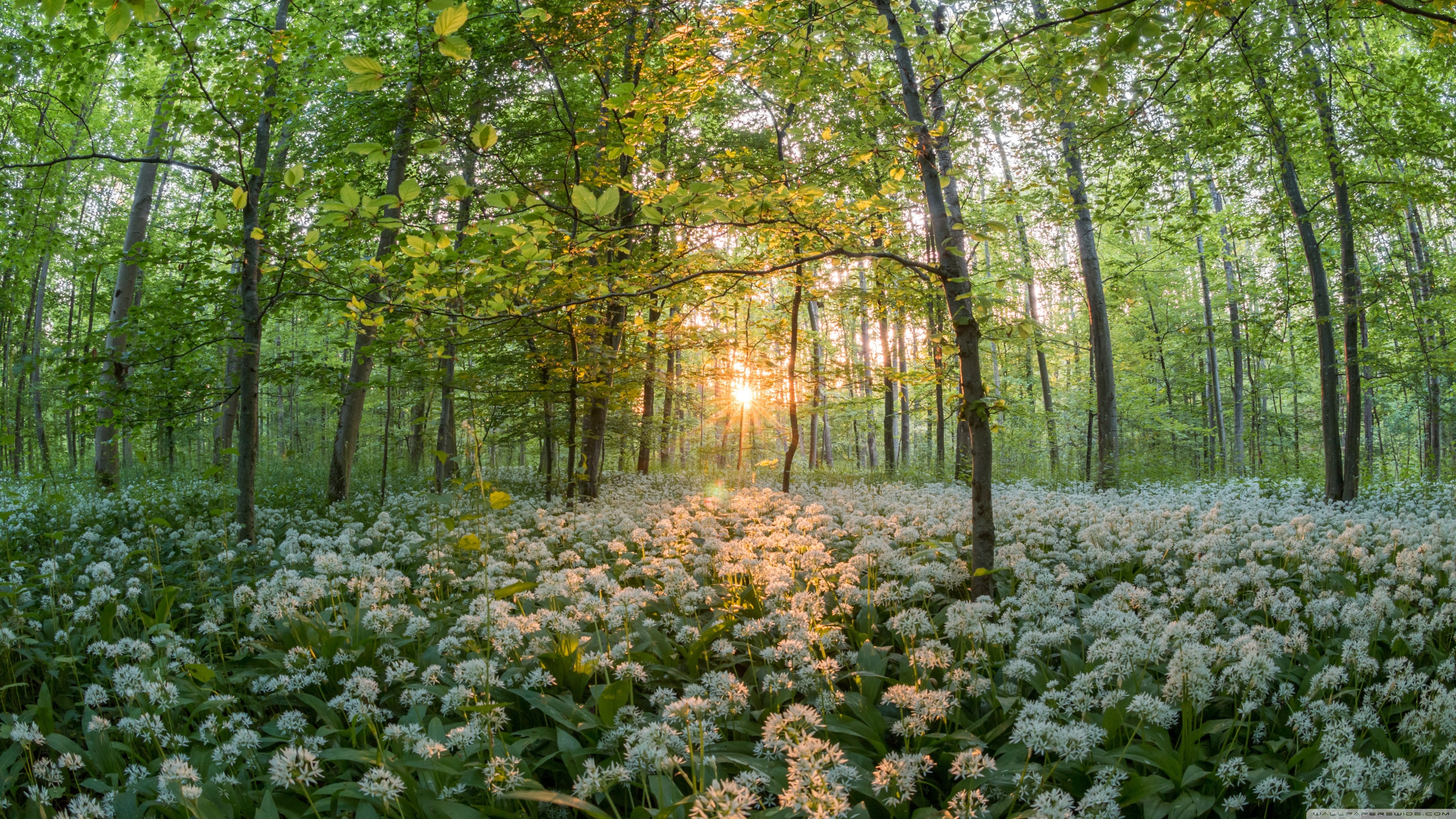 Spring Forest Wallpaper Hd - HD Wallpaper 