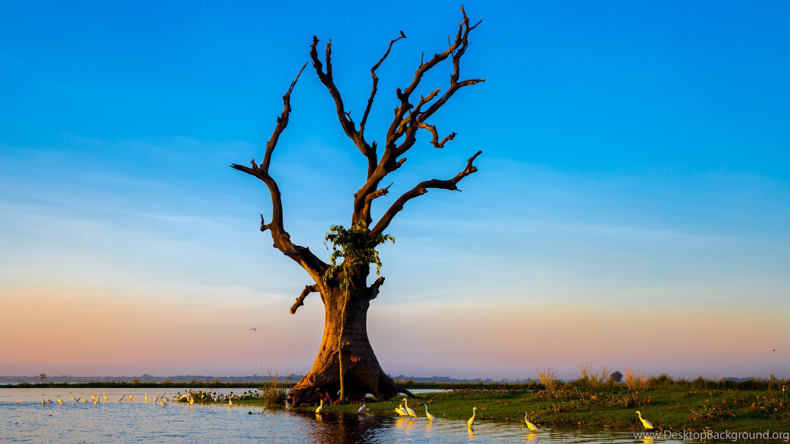 5k Wallpaper Download - Amarapura Nikaya - HD Wallpaper 