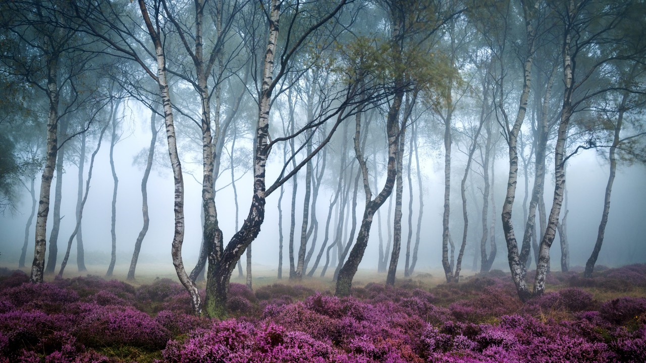 4k Hd Wallpapers Free Download - Stanton Moor Peak District - 1280x720  Wallpaper 