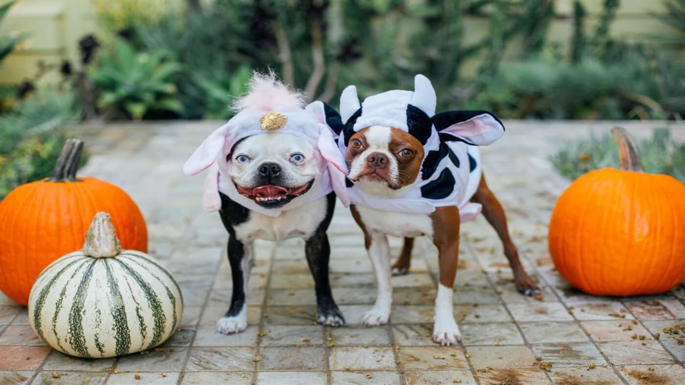 Dog And Cat Halloween - HD Wallpaper 