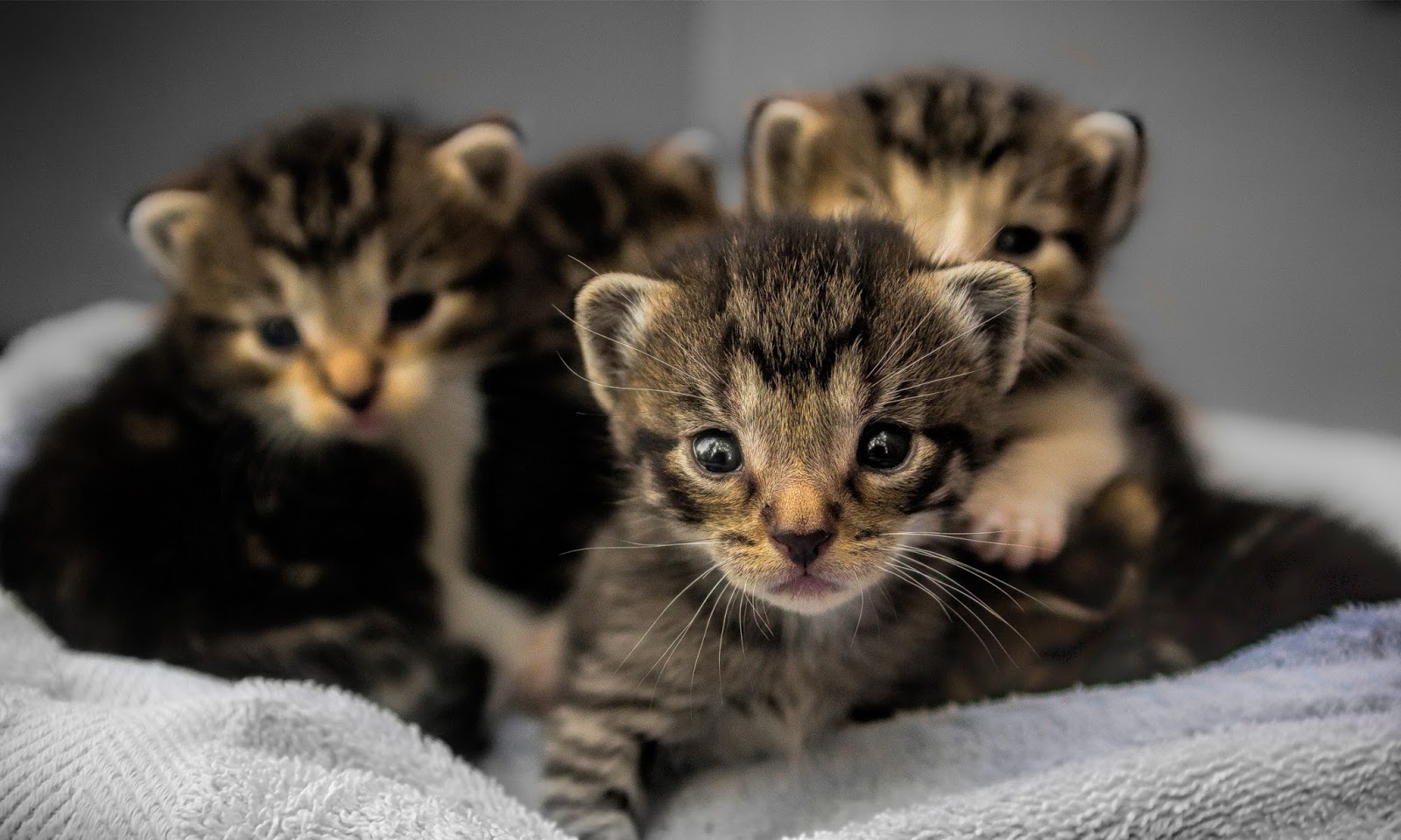 Young Kittens - HD Wallpaper 