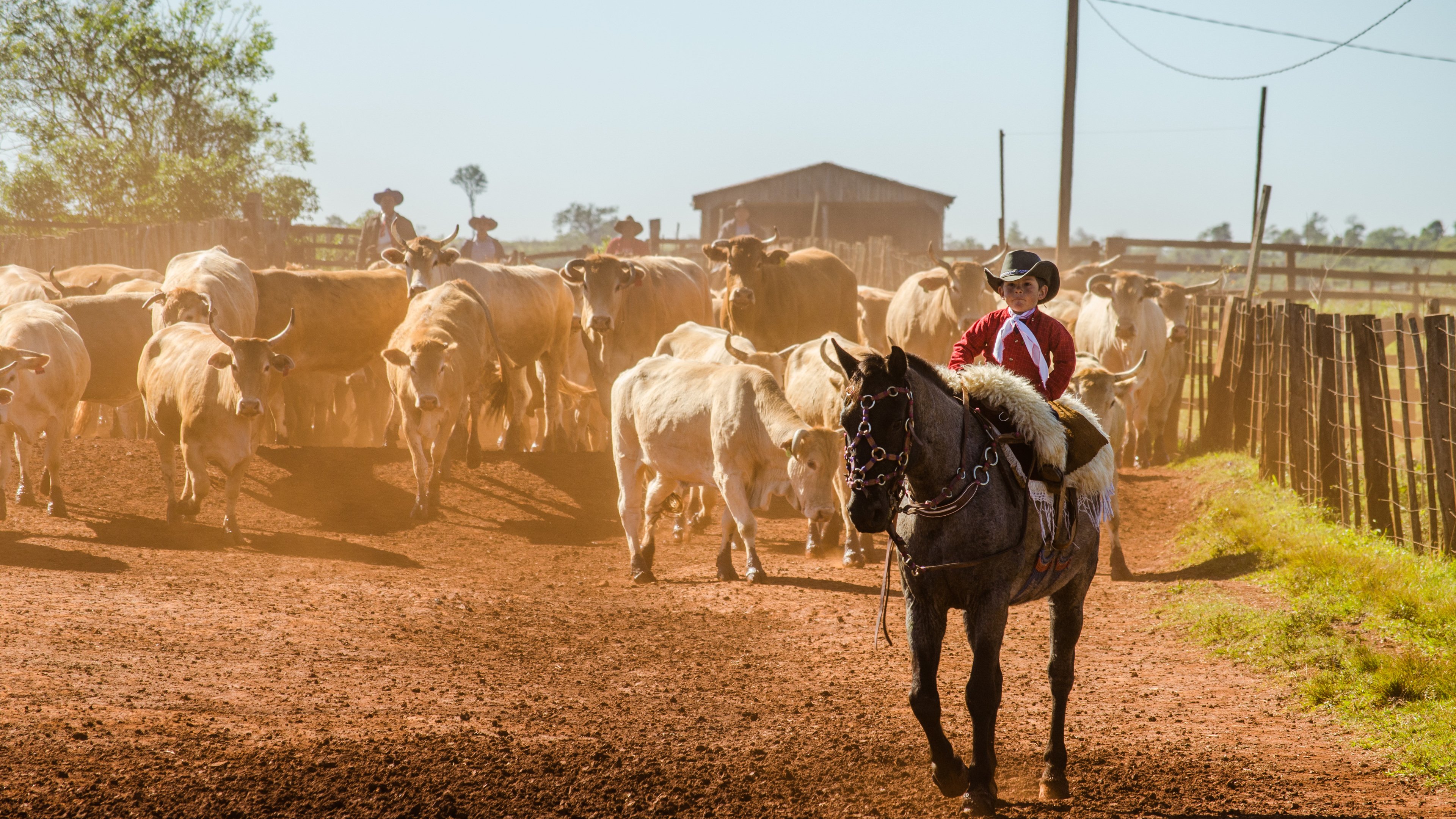 Real Year Old Cowboy Wallpaper - Mare - HD Wallpaper 