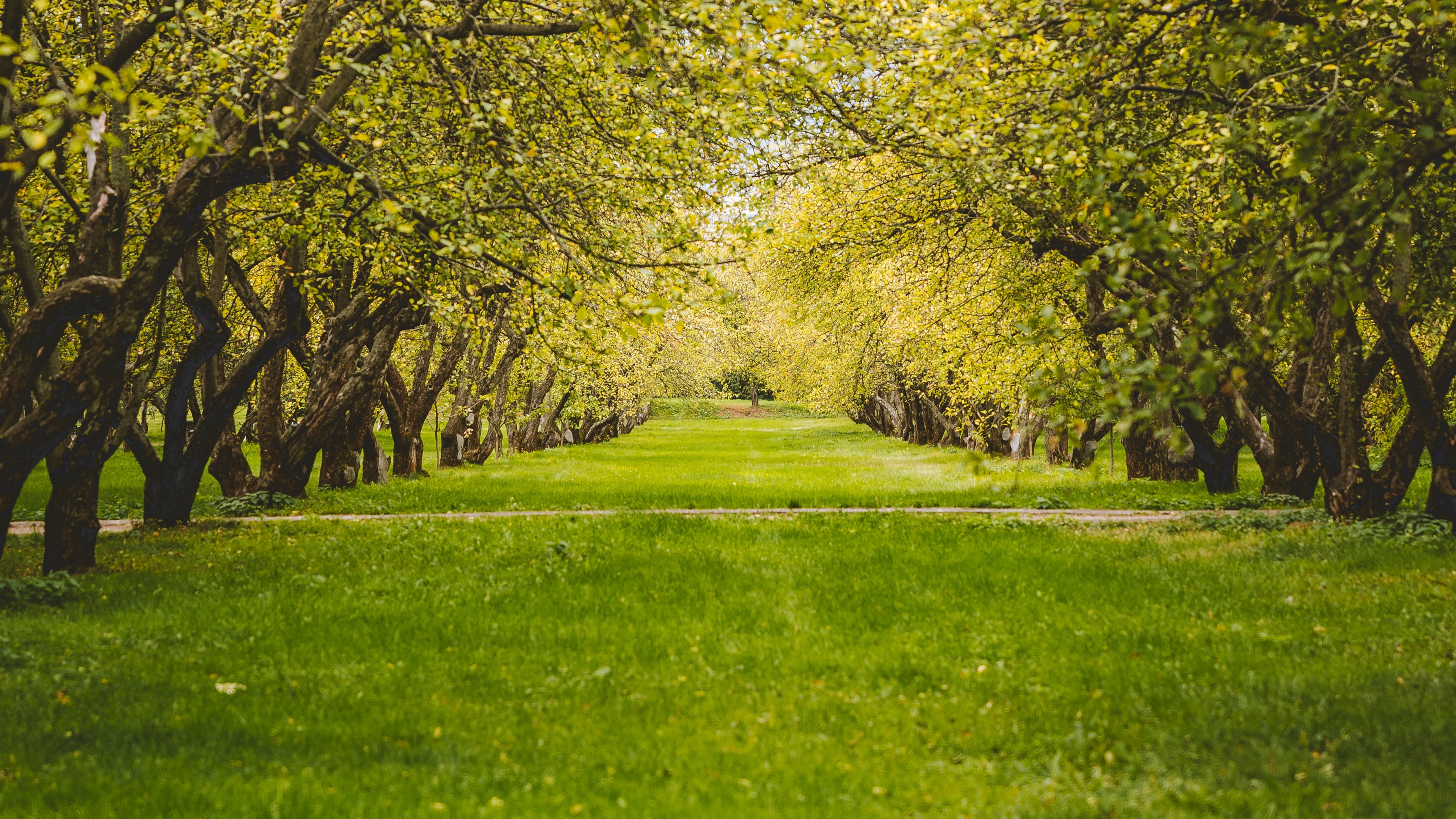 Wallpaper Garden Trees Lawn Greenery Nature Nature Background