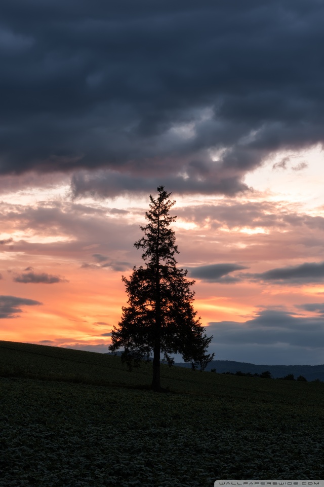 Christmas Tree Silhouette At Sunset Â¤ 4k Hd Desktop - Christmas Tree In The Sunset - HD Wallpaper 