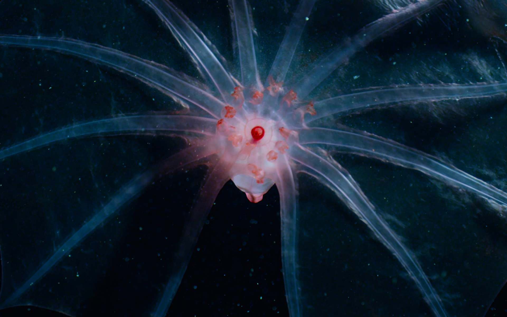 Download - HD Wallpaper 