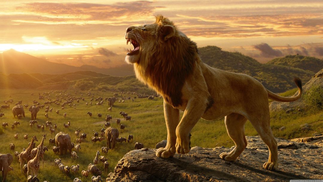 Lion King 4k Hd Wallpapers (1080p, 4k) (40274) - Lion King 2019 - HD Wallpaper 