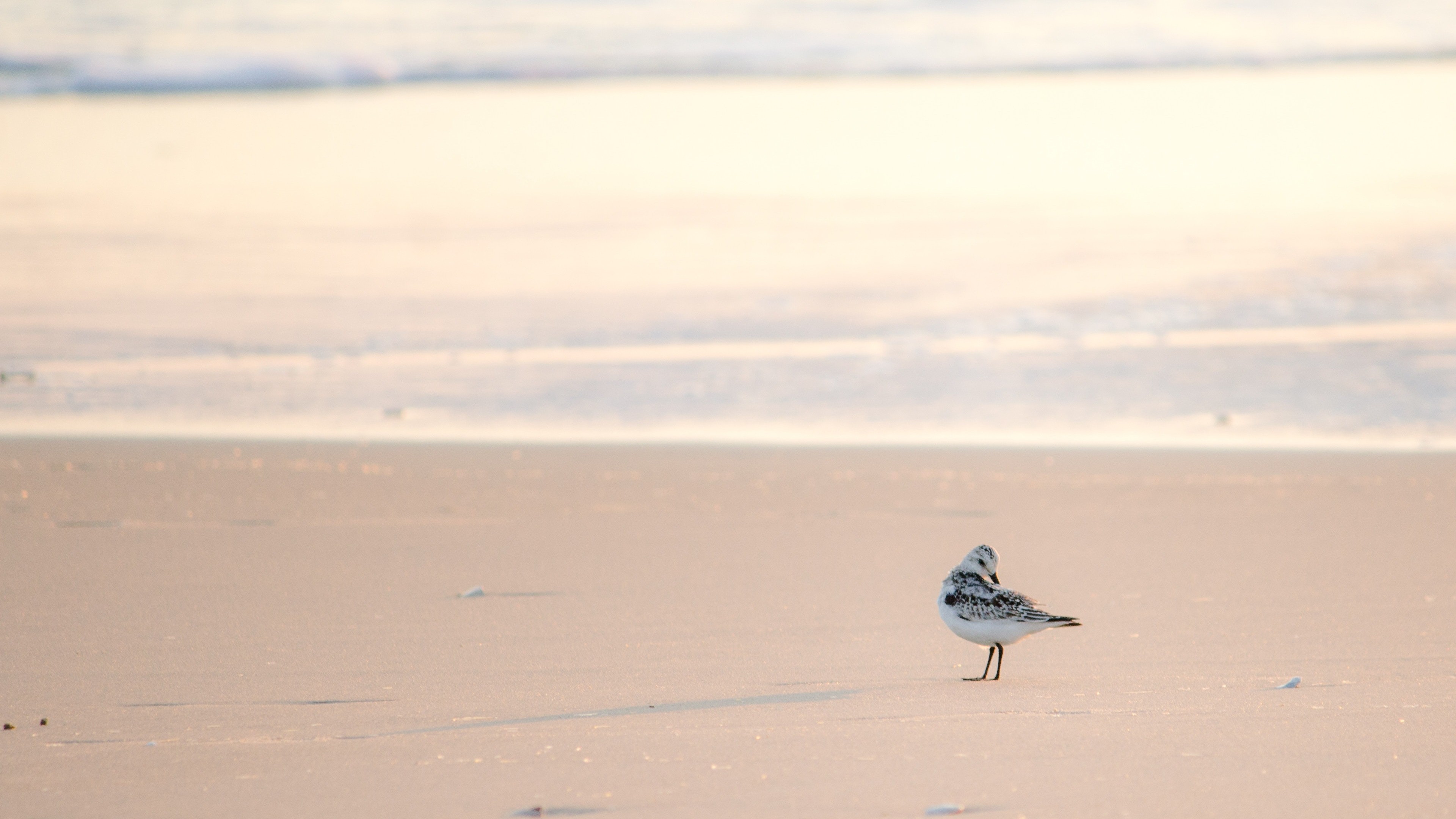 Seabird On Beach 4k Wallpaper - European Herring Gull - HD Wallpaper 
