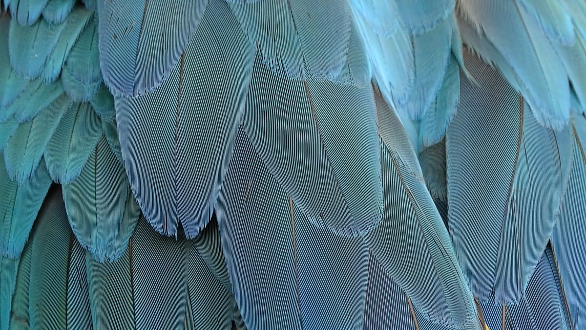 Plumage Hd - HD Wallpaper 