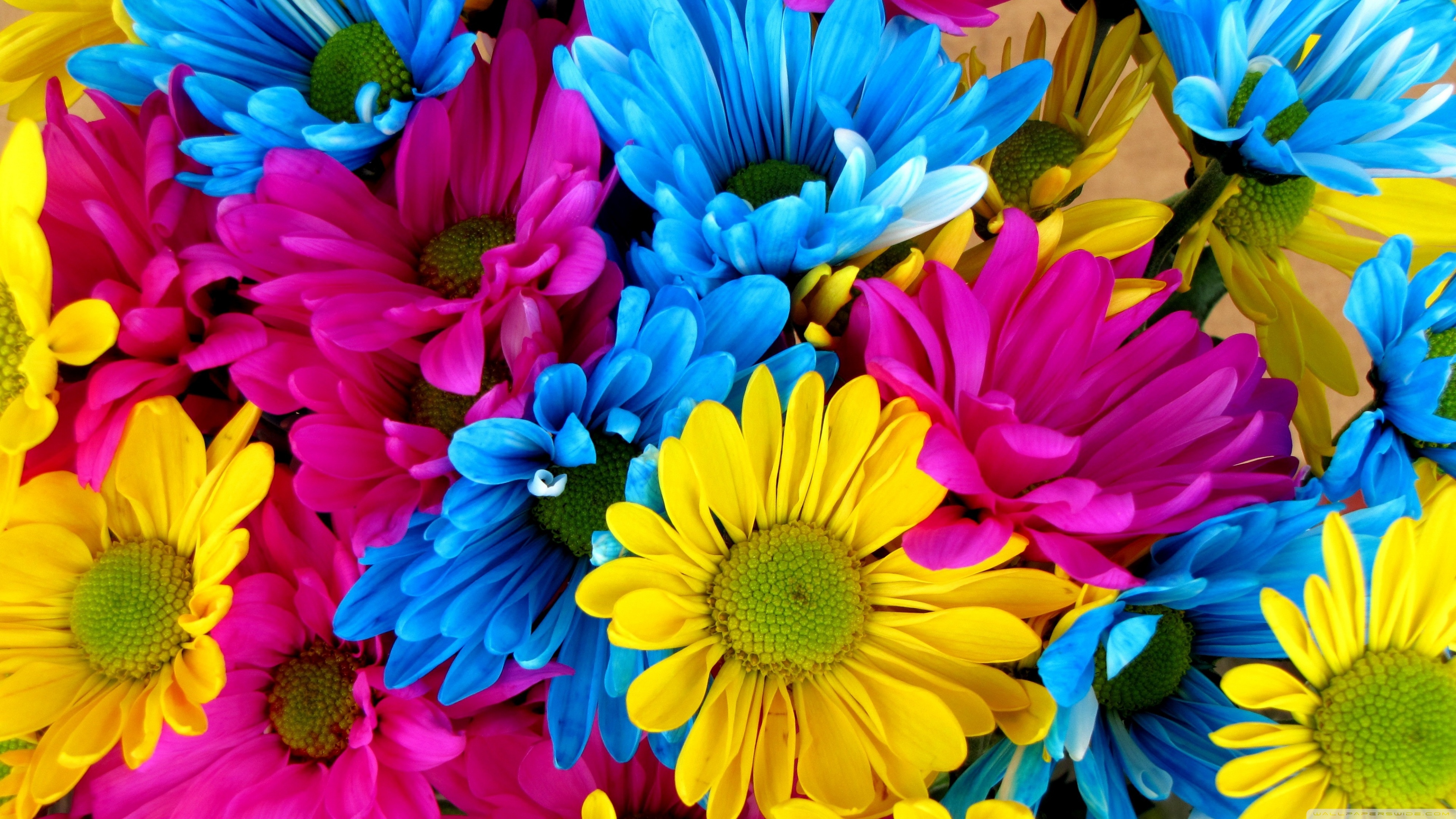 Colorful 4k Wallpaper - Colourful Daisies - 3840x2160 Wallpaper 