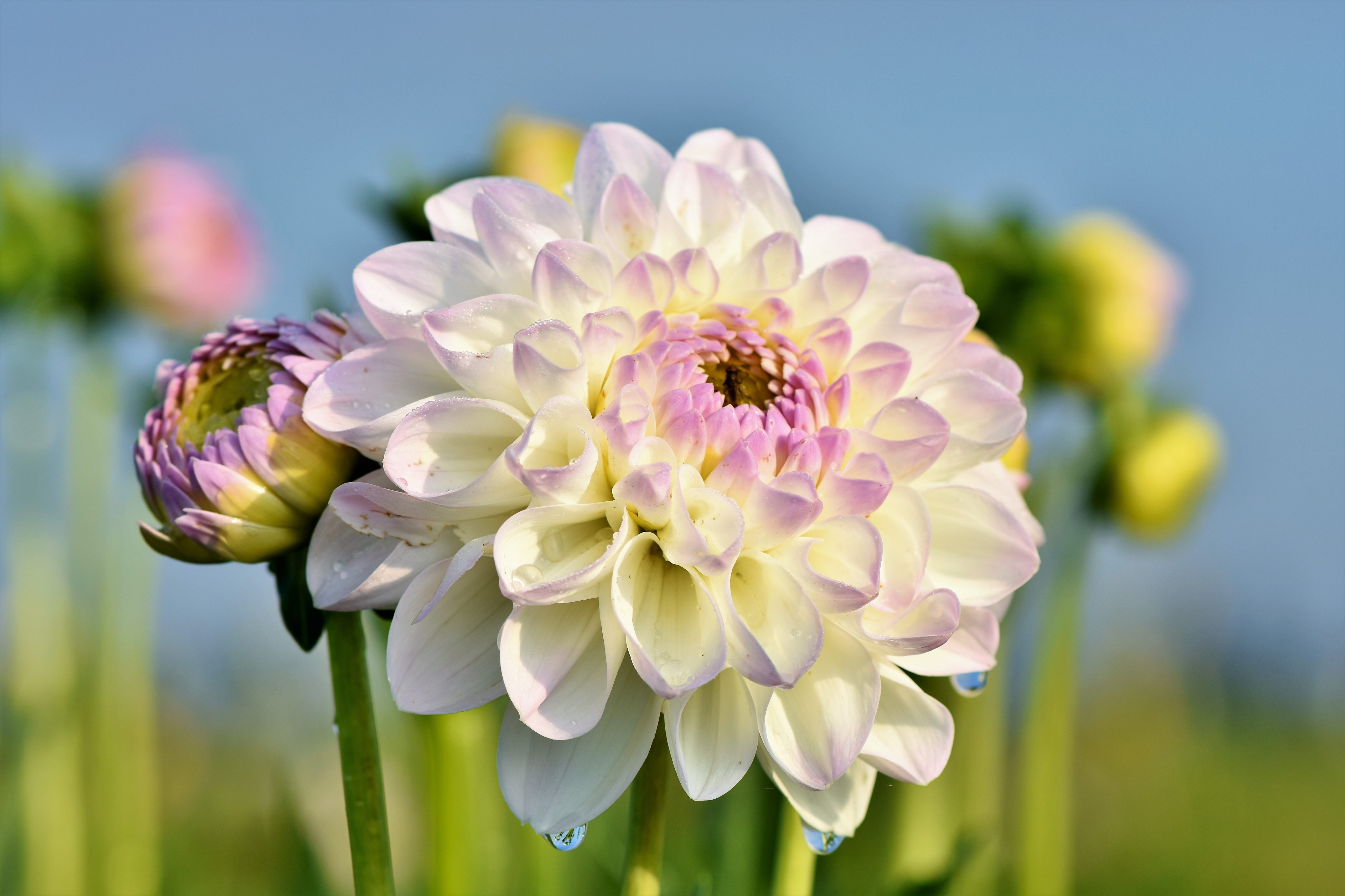 White Color Best Dahlia 5k Wallpaper Free Download - Dahlia - HD Wallpaper 