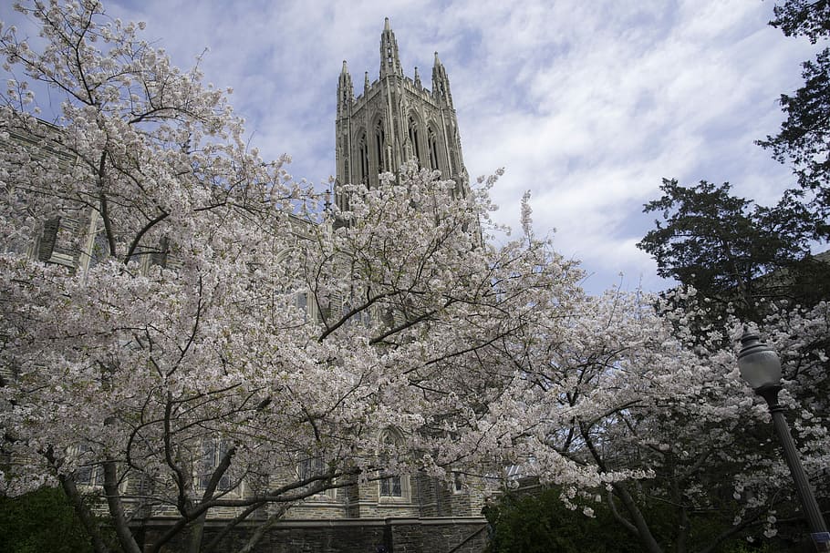 Duke Campus Cherry Blossoms - HD Wallpaper 