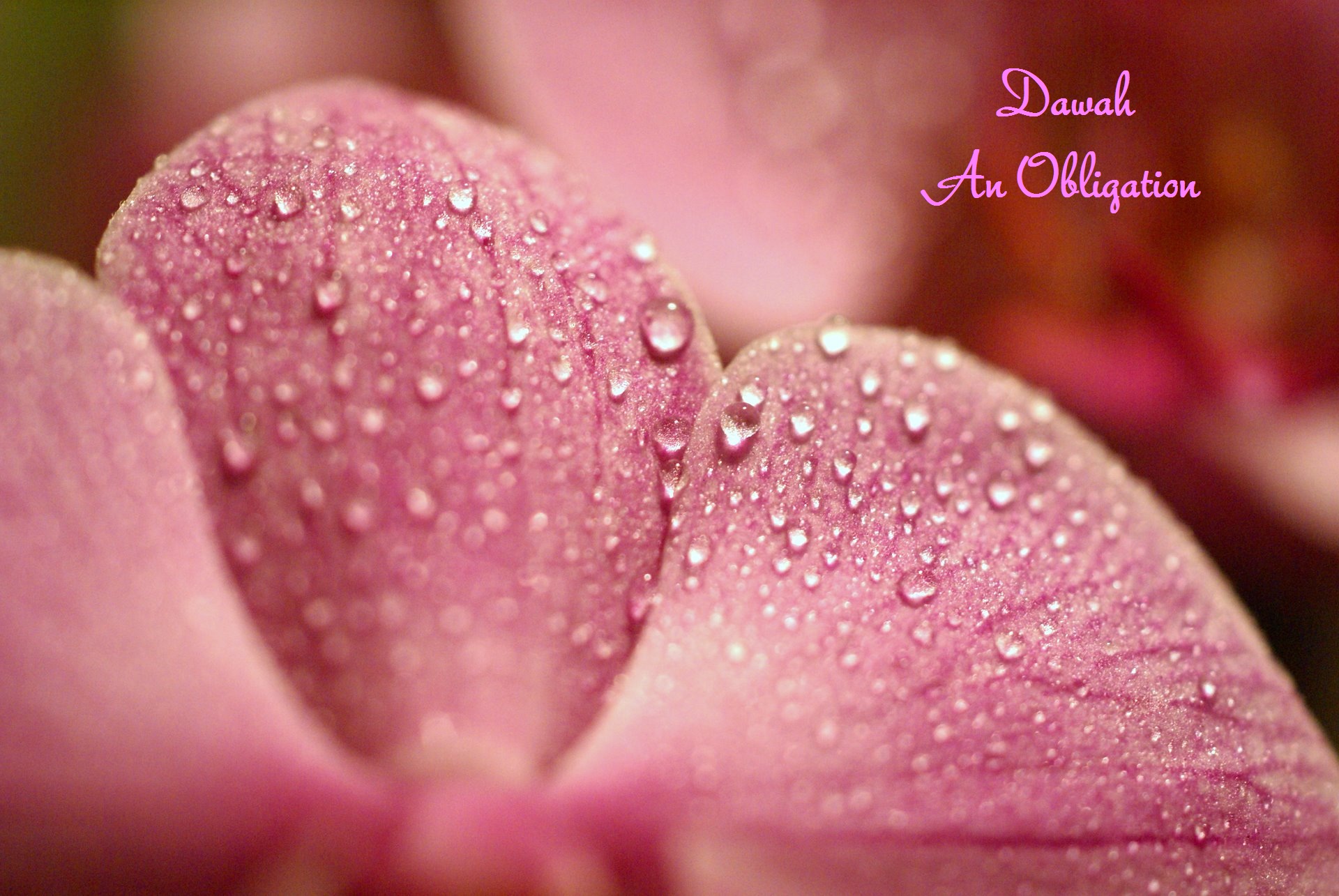 Macro Flower Petal - HD Wallpaper 