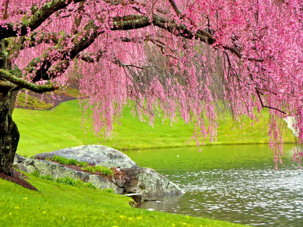 Cherry Blossom - HD Wallpaper 