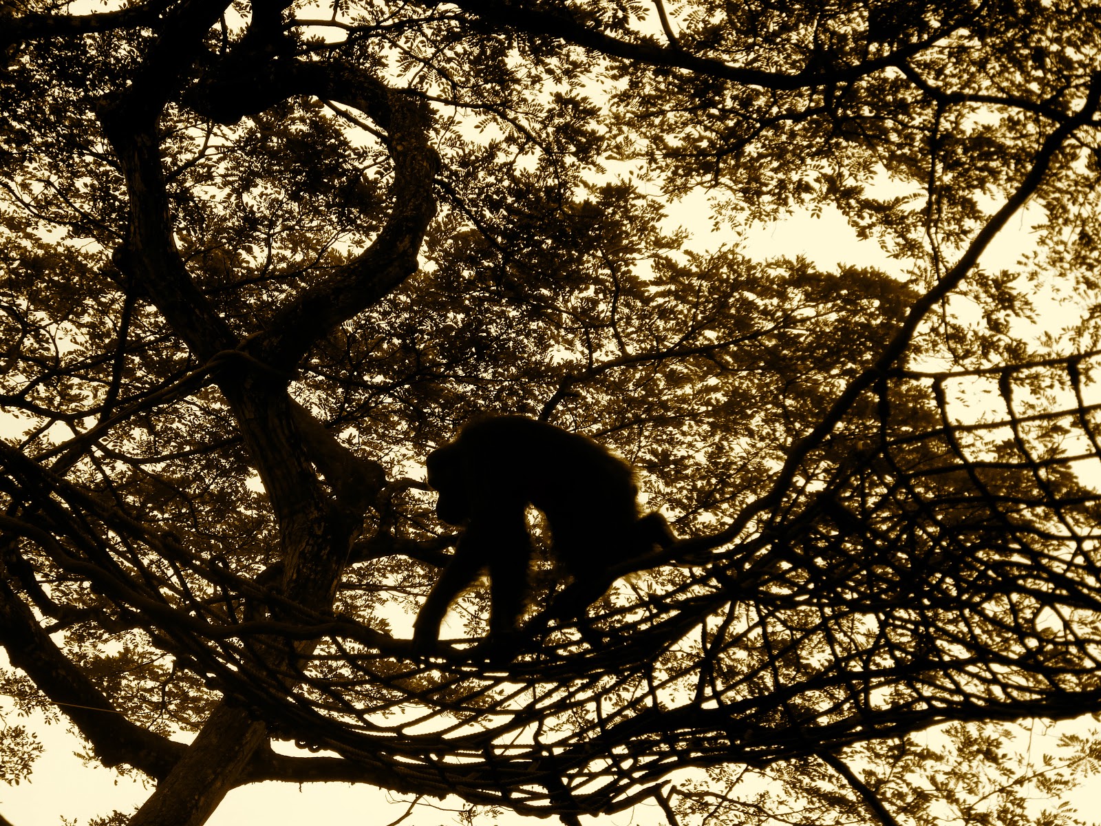 Silhouette - HD Wallpaper 