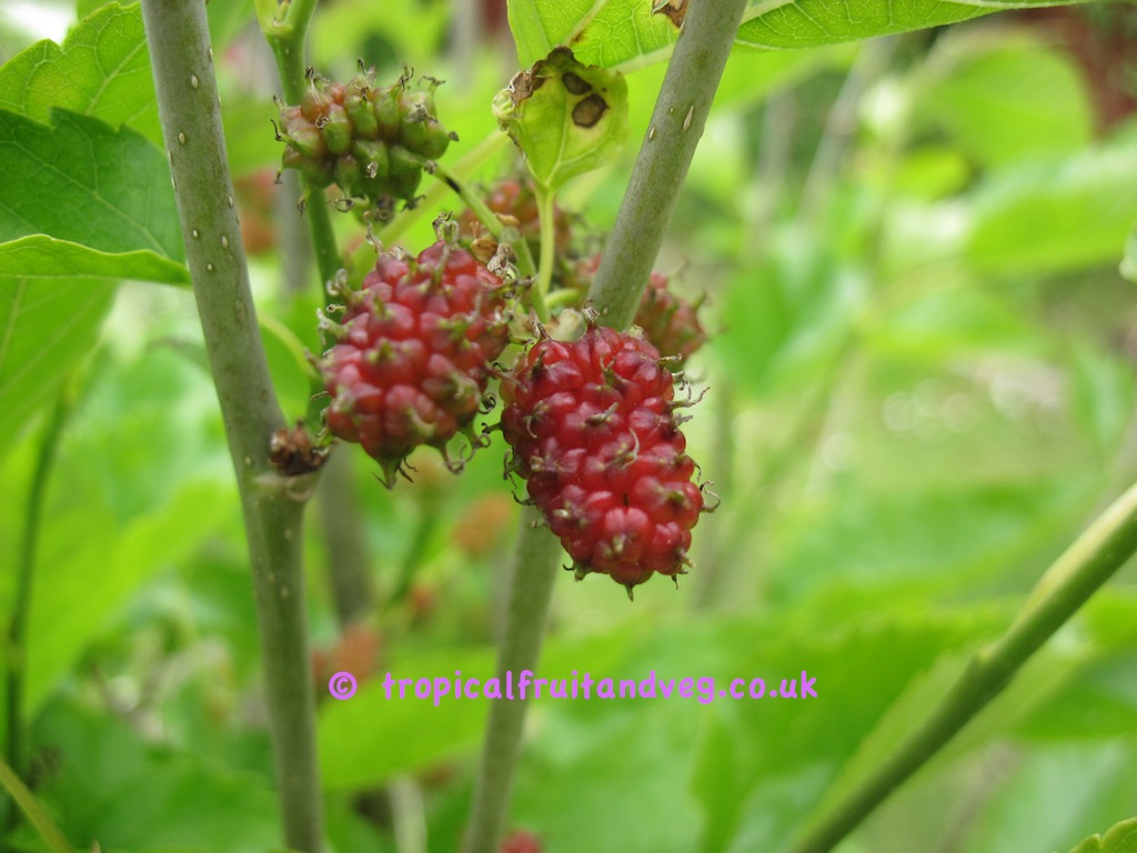 Seedless Fruit - HD Wallpaper 