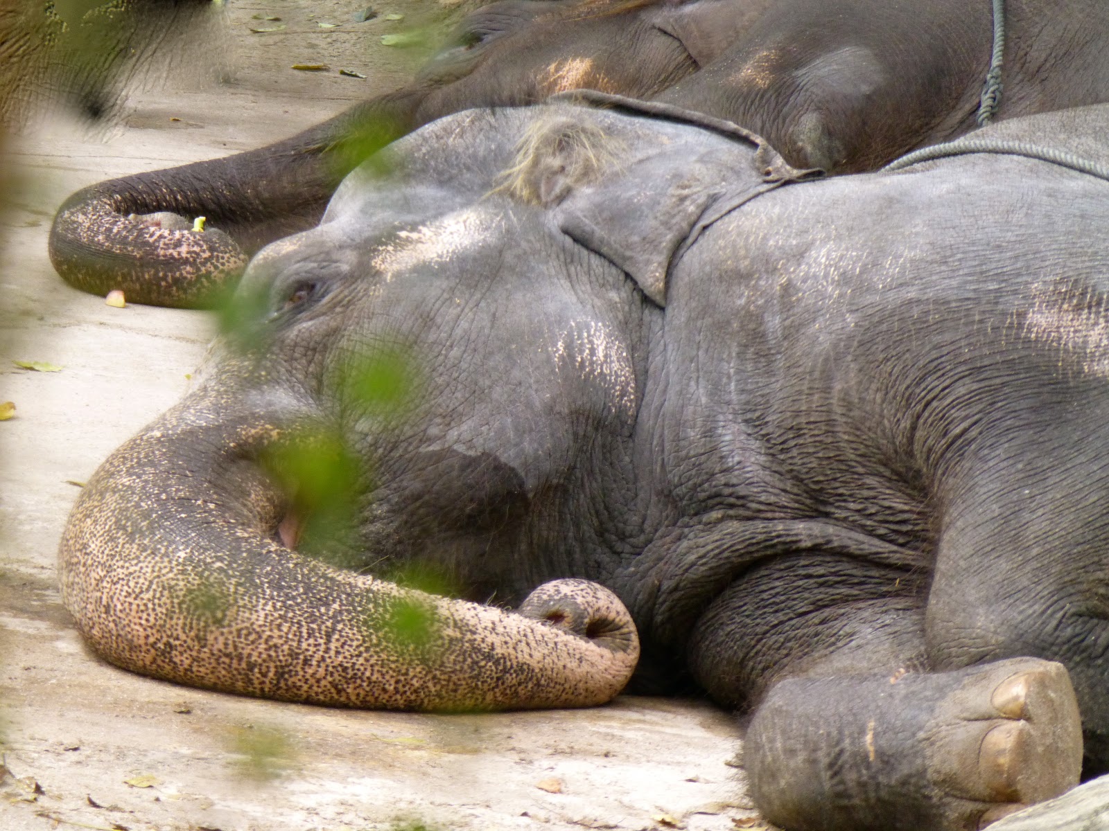 Indian Elephant - HD Wallpaper 