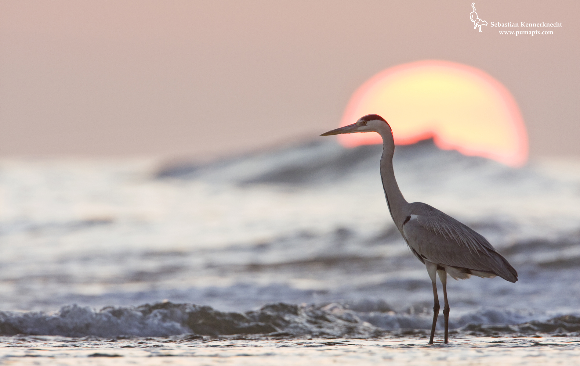 Grey Heron - HD Wallpaper 
