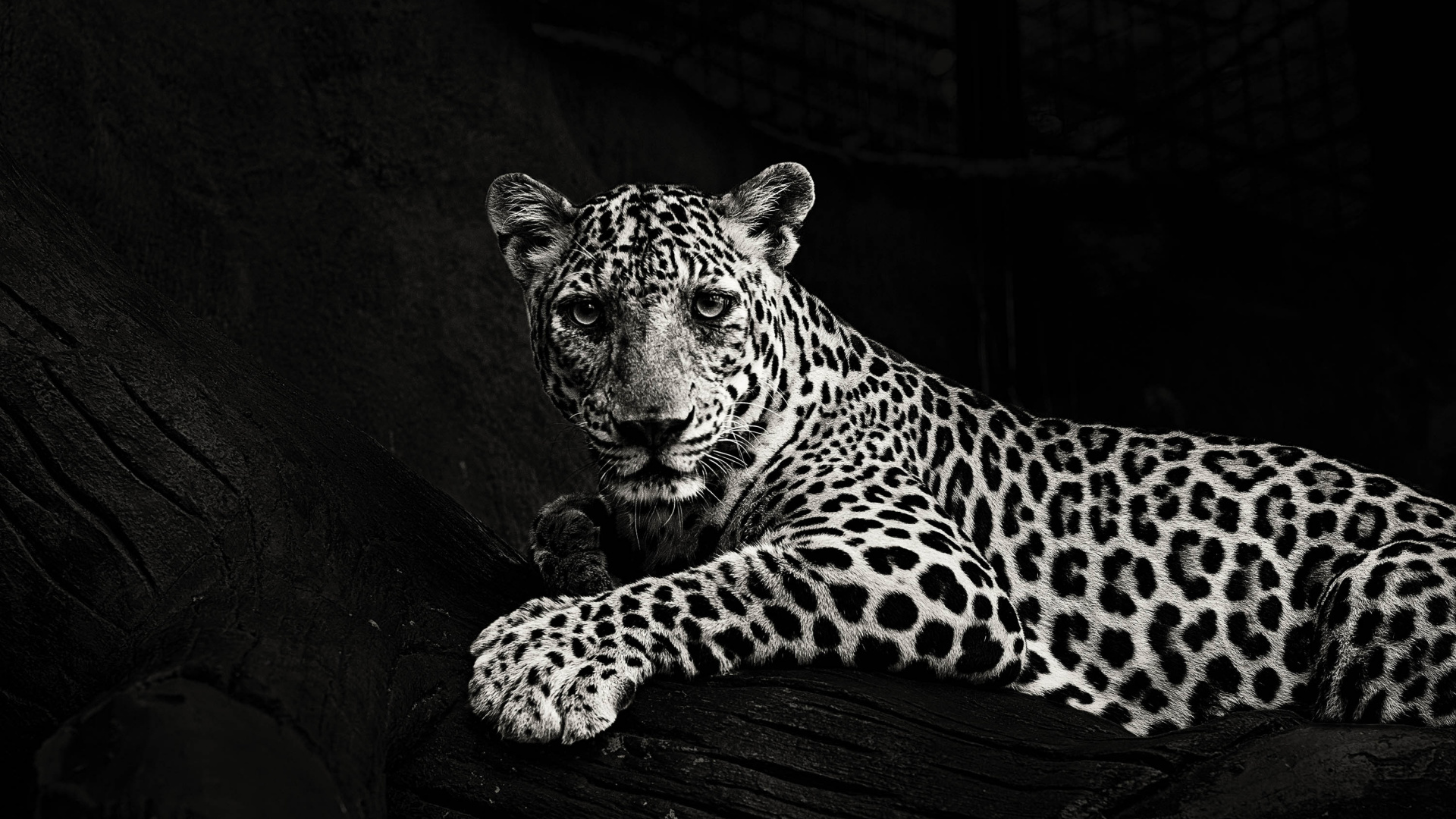 White Black Panther Animal - 1920x1080 Wallpaper White Black Panther Animal - 1920x1080 Wallpaper