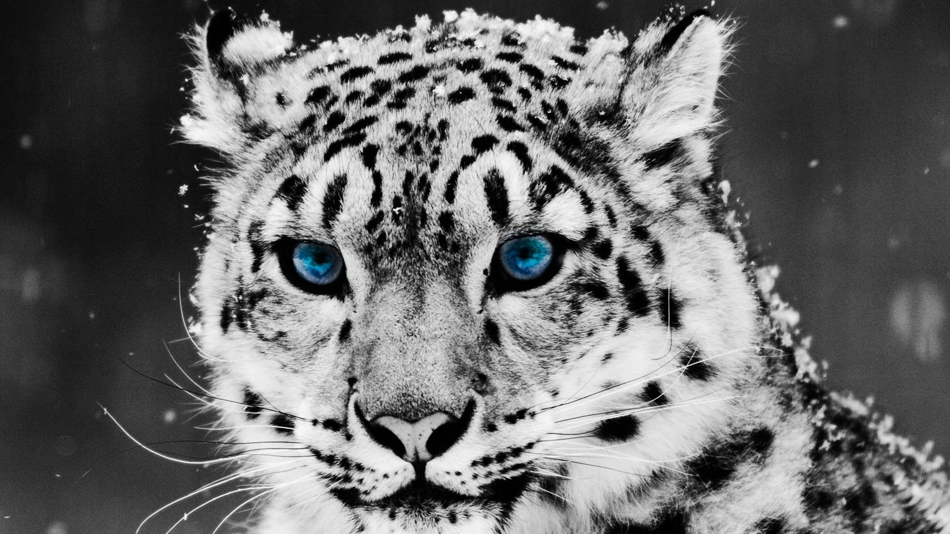 Snow Leopard 4k - HD Wallpaper 