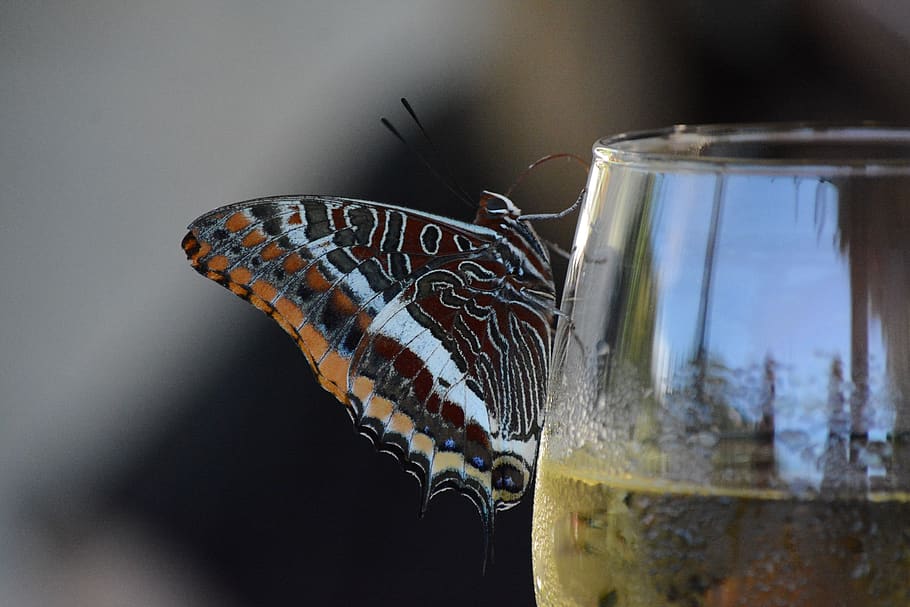 Butterfly, Wine, Glass, Wine Tasting, Break, Eat, Drink, - Butterfly On Glass Of Wine - HD Wallpaper 