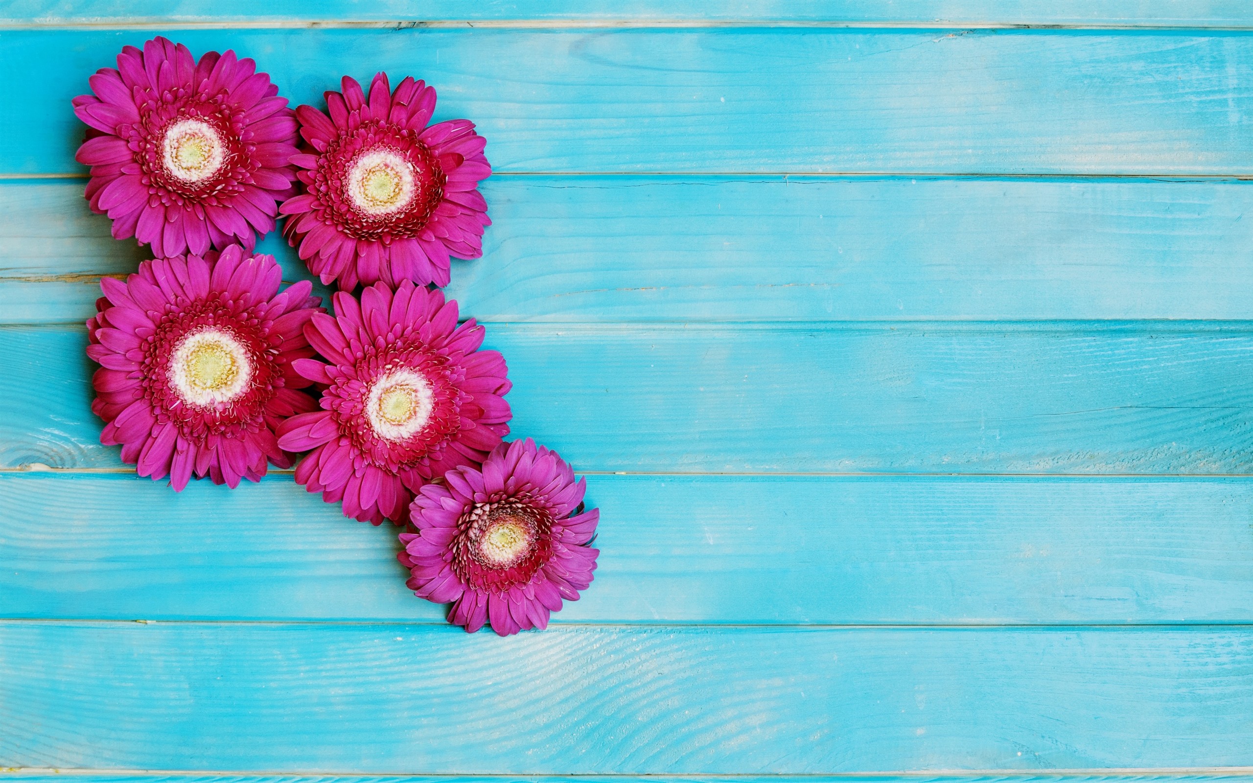Wallpaper Pink Gerbera Flowers, Blue Wood Background - Wood Background With Flowers Hd - HD Wallpaper 
