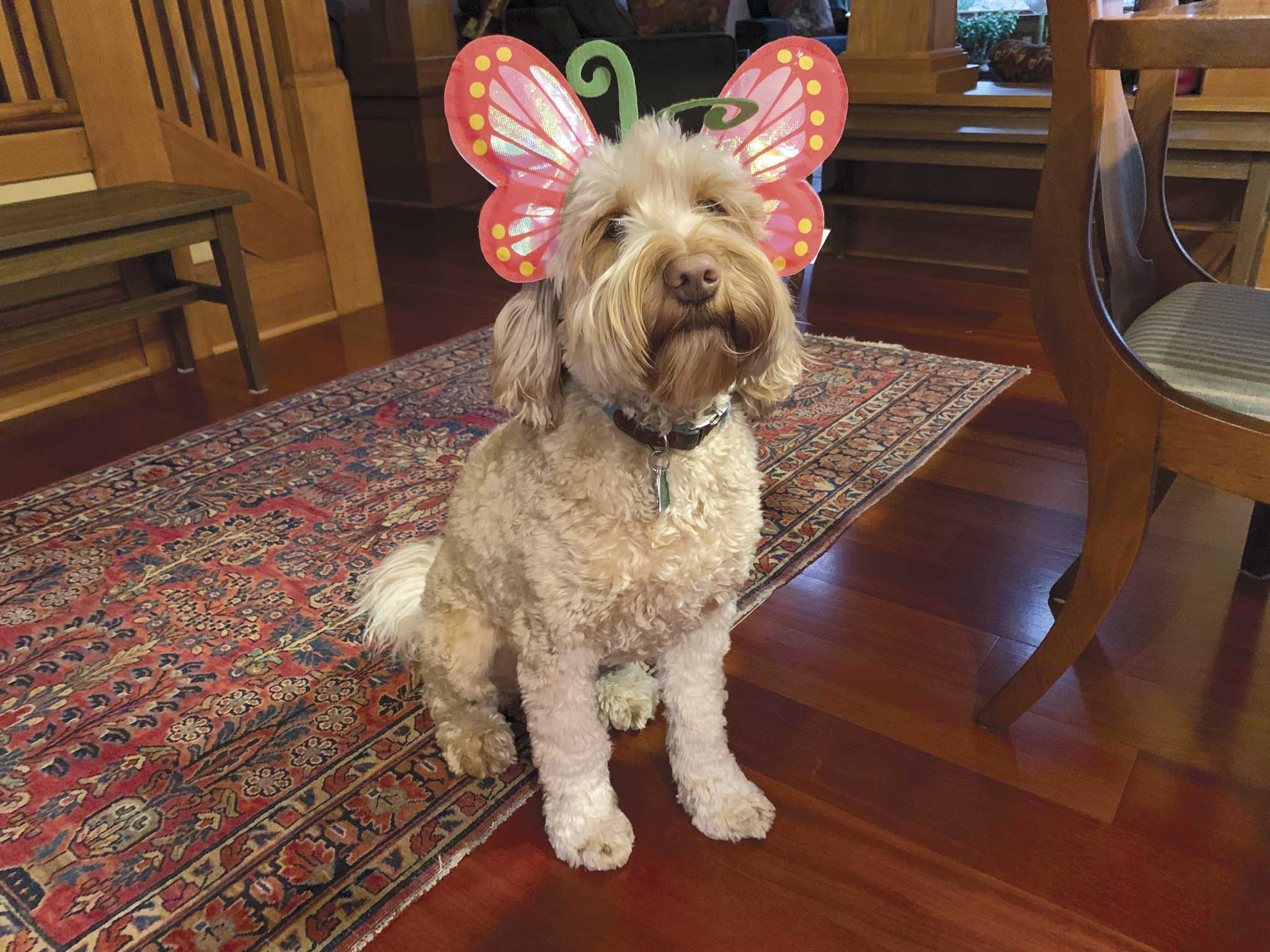 Dandie Dinmont Terrier - HD Wallpaper 