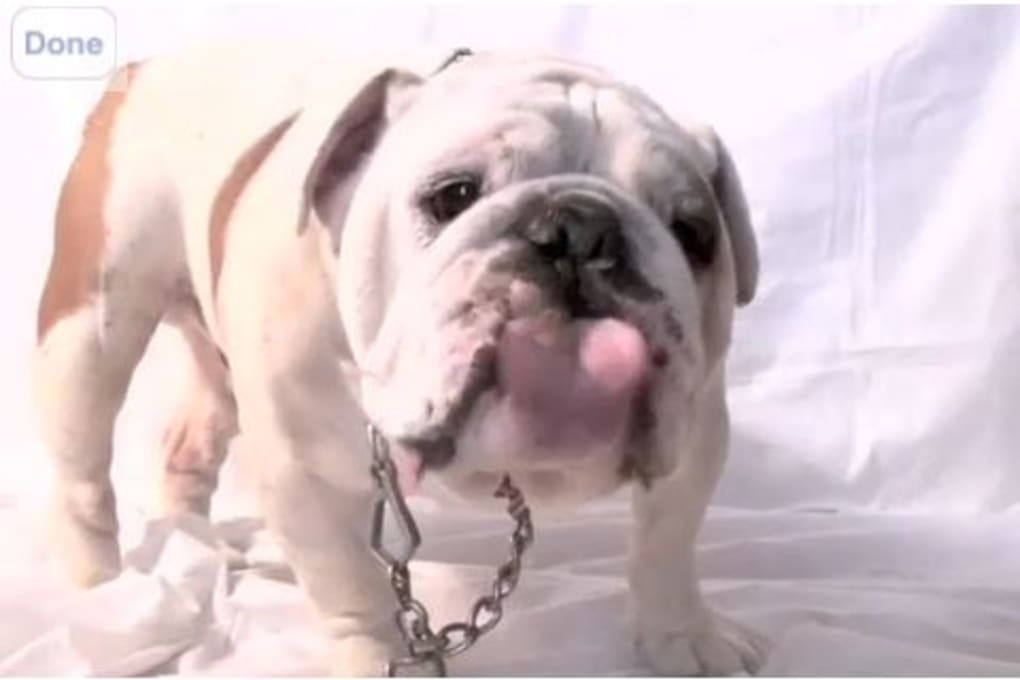 English Bull Dog Licking Screen Gif 1020x680 Wallpaper teahub.io