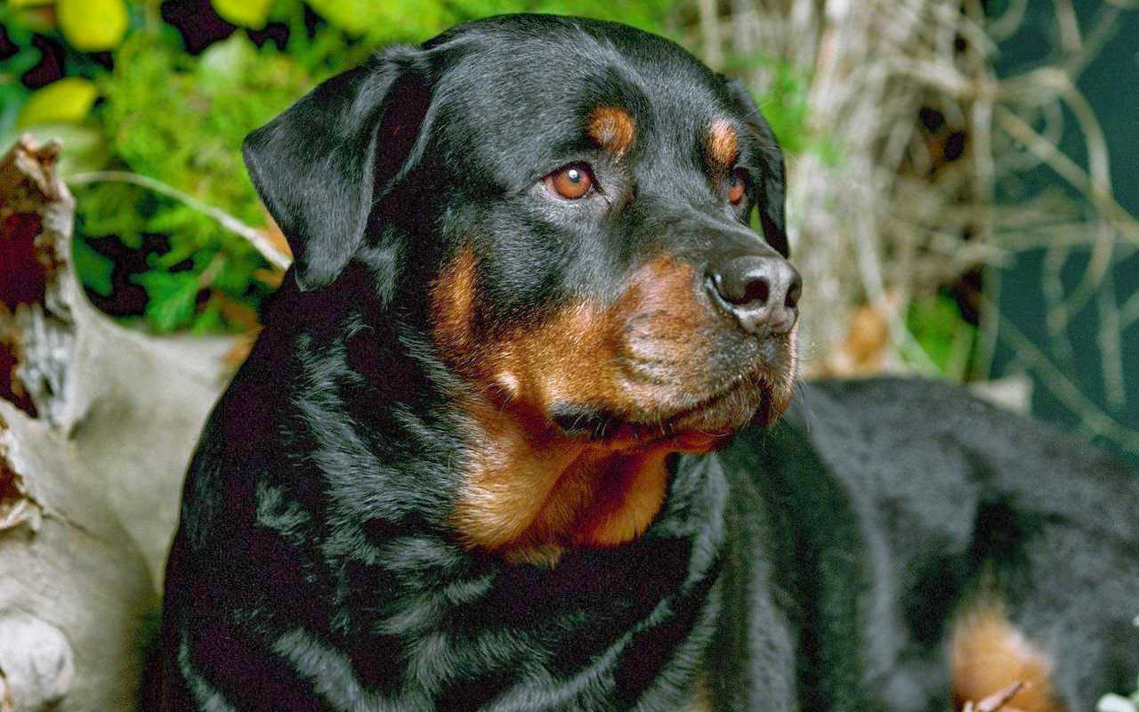 Brown Puppy Dog Desktop Wallpaper For Desktop - HD Wallpaper 