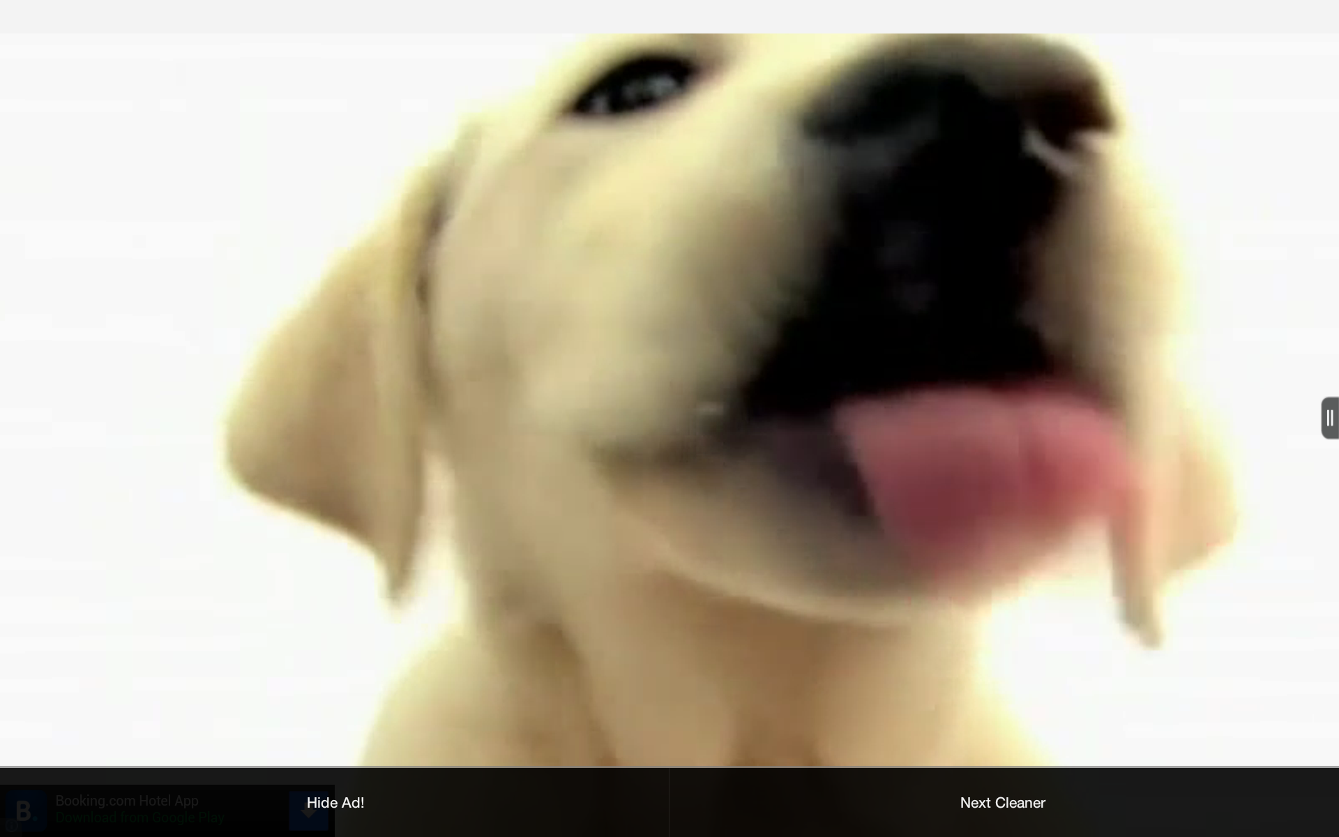 Dog Licks Screen Wallpaper - HD Wallpaper 